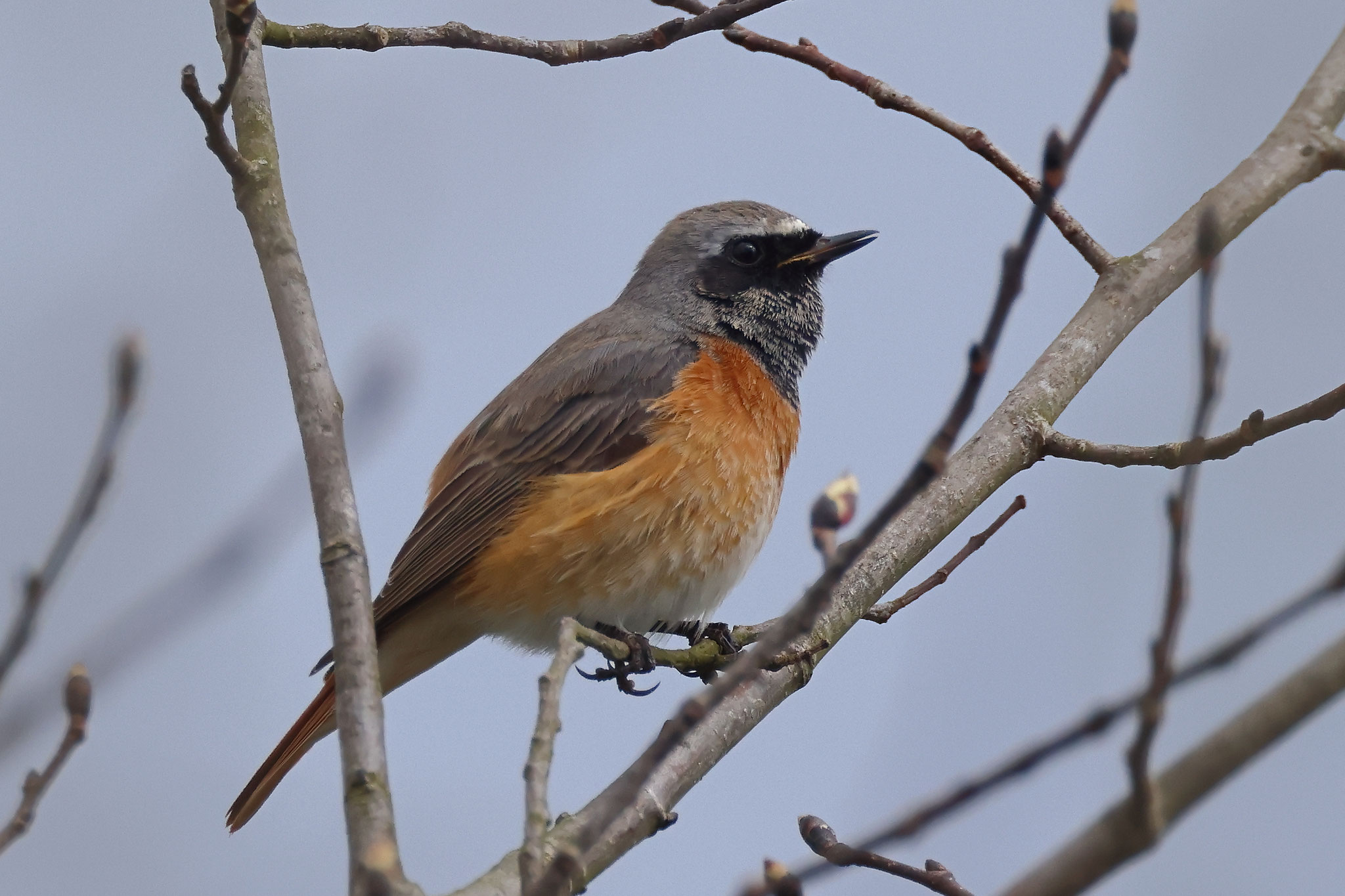 ... und mehrere Gartenrotschwänze waren am 31. März zu Besuch