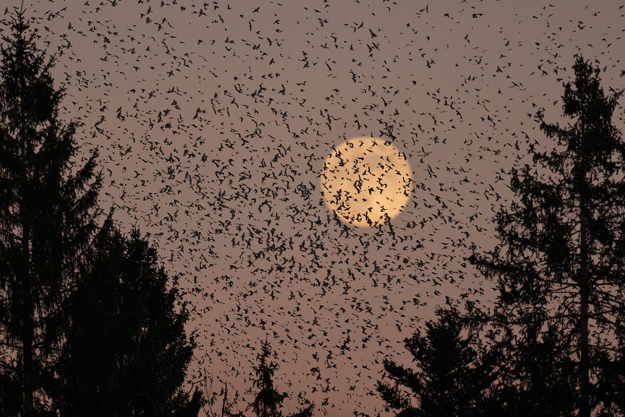 ...vor dem aufgehenden Dezember-Vollmond.