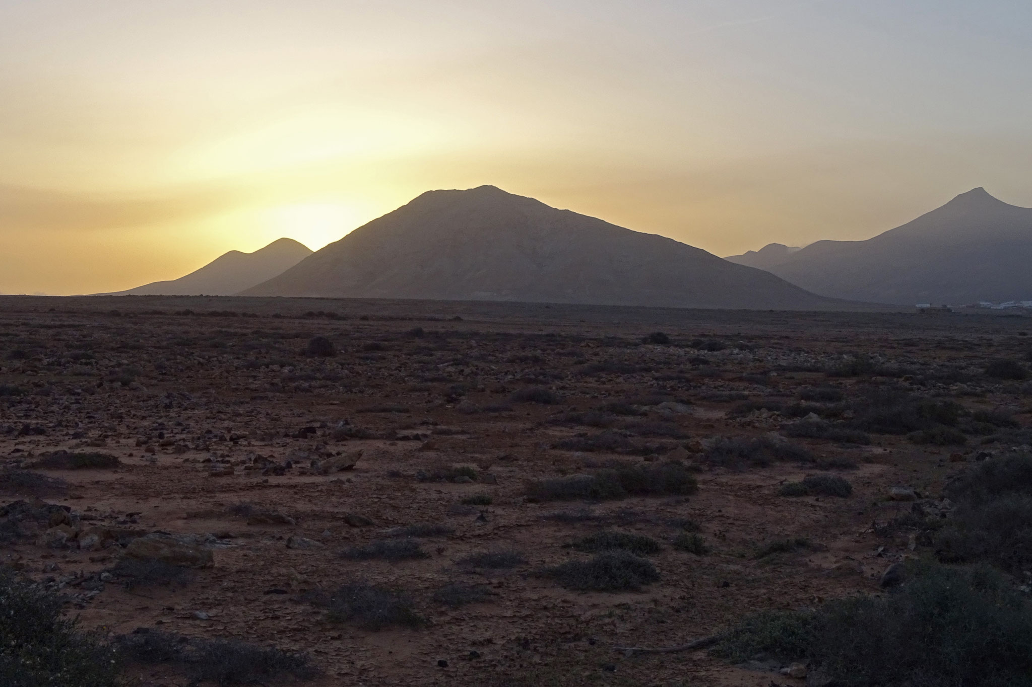 Zurück in Fuerteventura noch einige Beobachtungen bei morgendlichen Touren durch die Tindaya-Halbwüste: