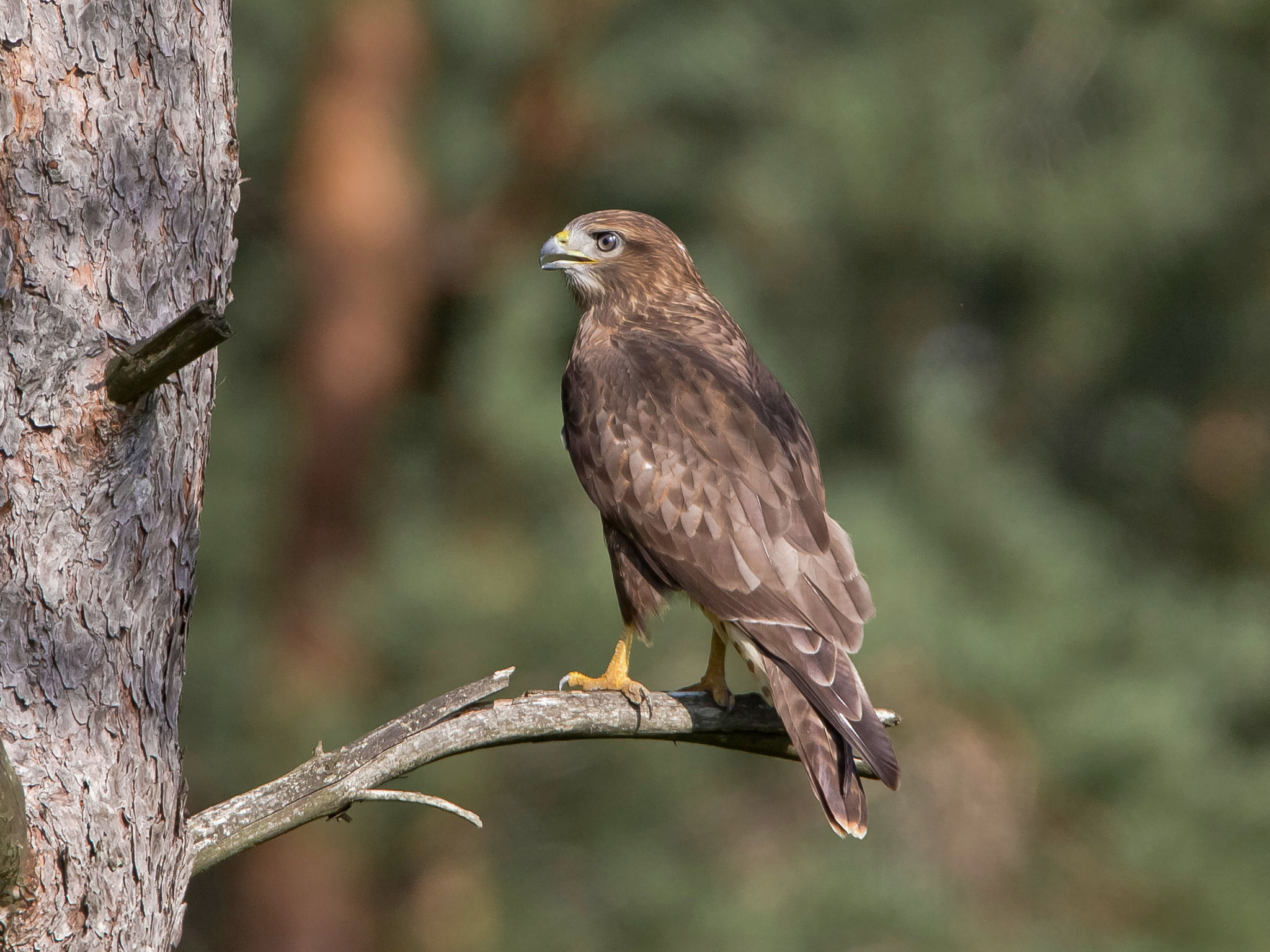 Mäusebussard, Effingen, Schweiz