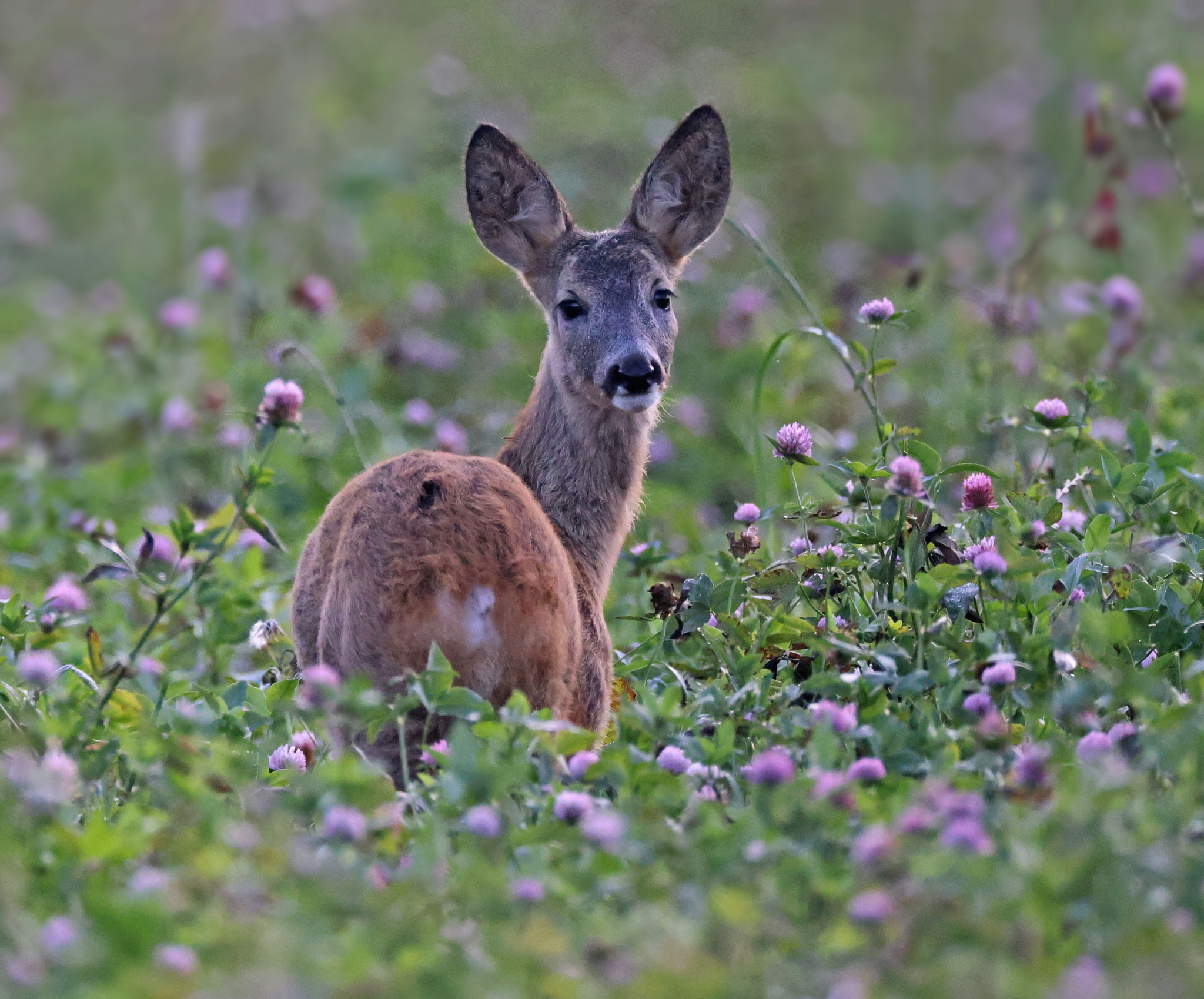 Rehe zeigen sich öfters auf den Wiesen.
