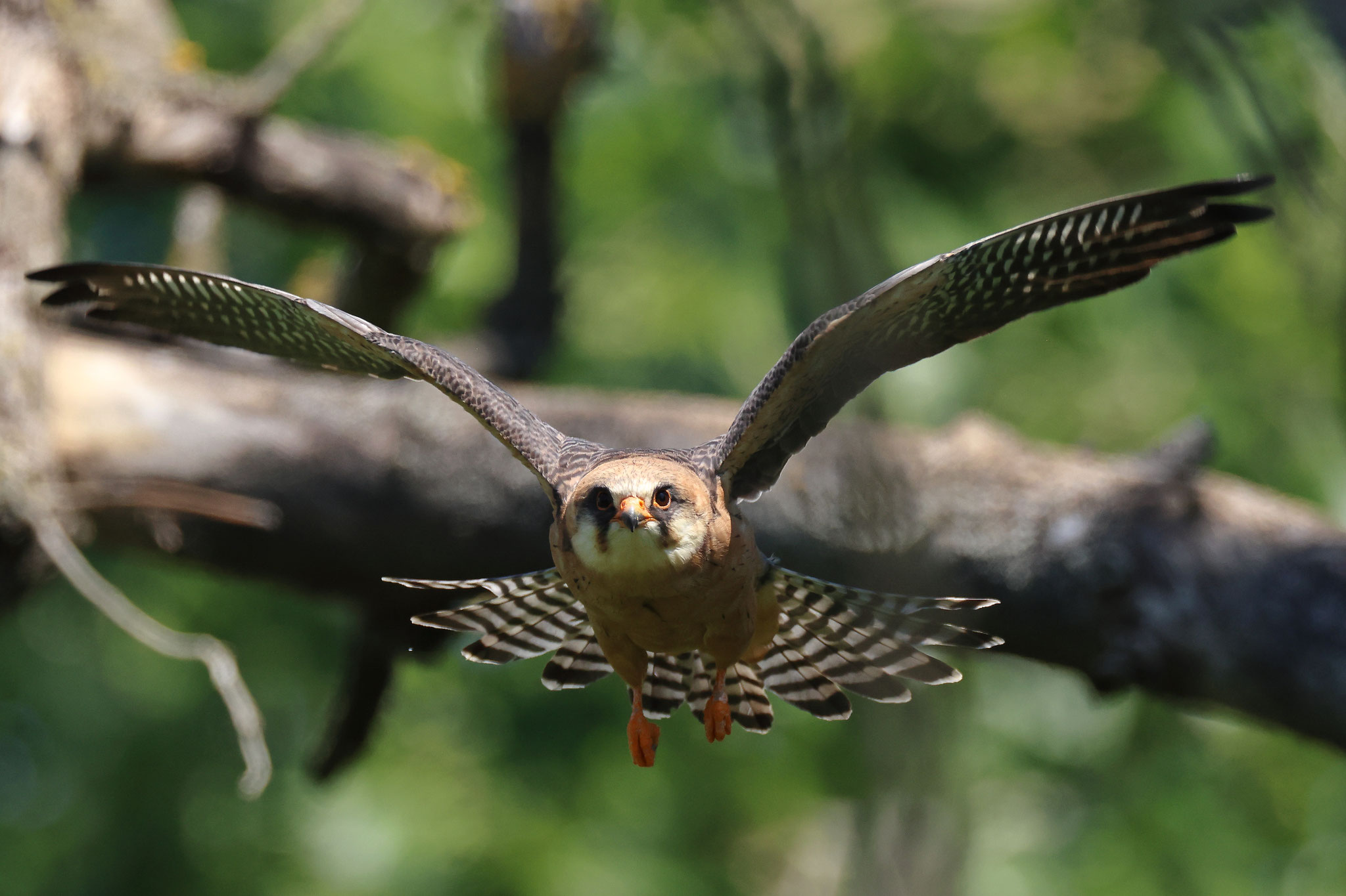 Fliegendes Weibchen ...