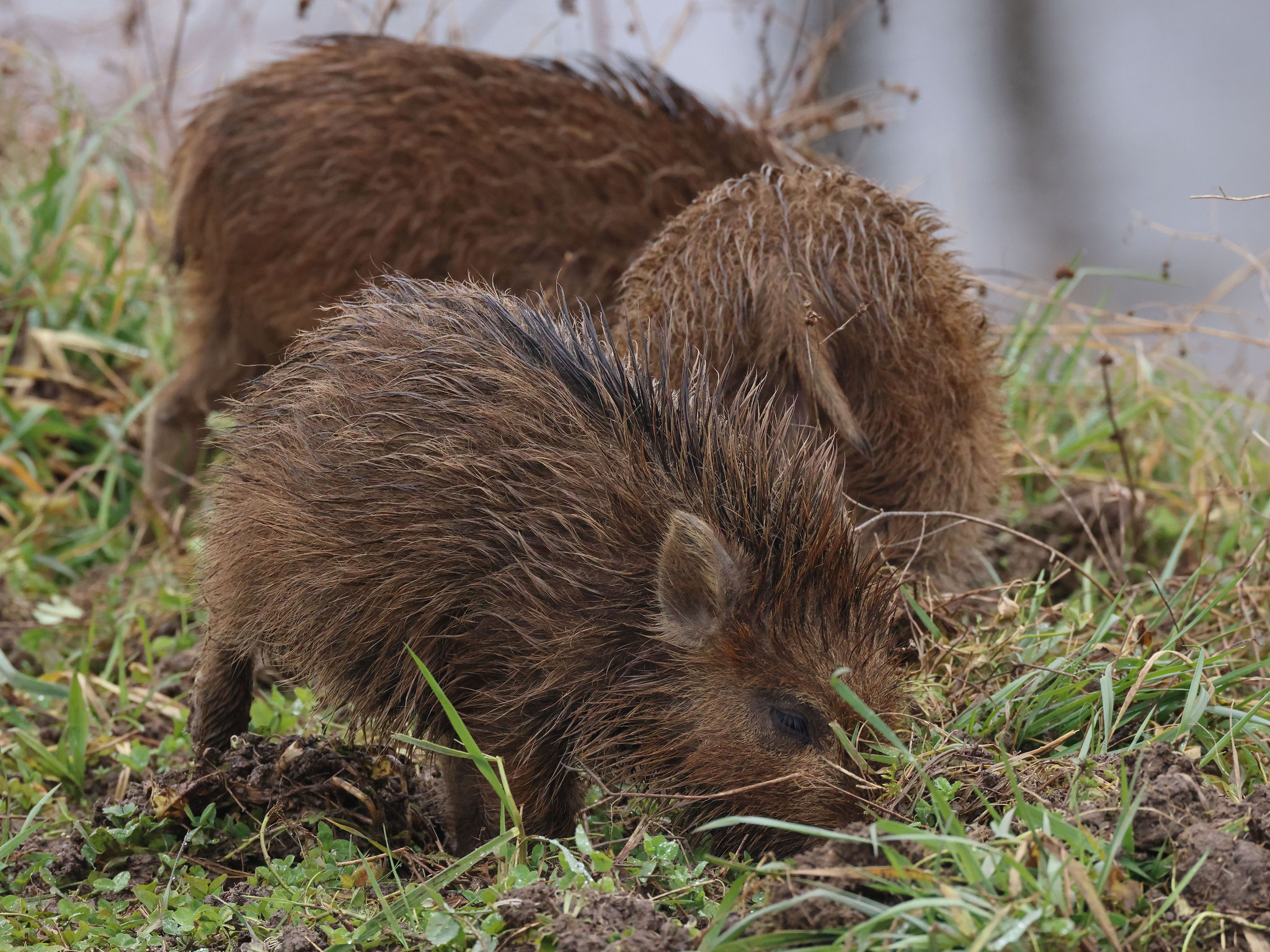 Eine Gruppe junger Wildschweine erfreute während mehrerer Tage die Besucher