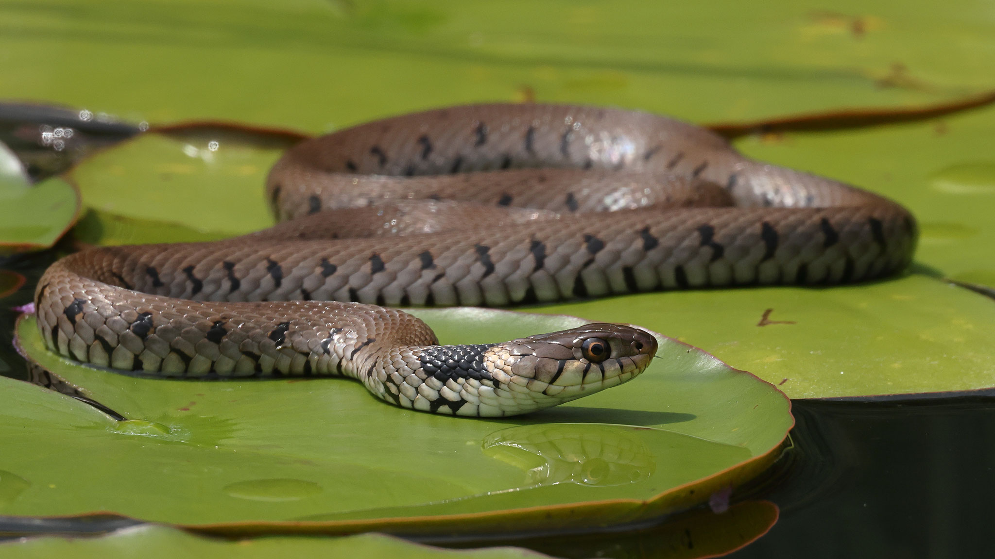 Eine Ringelnatter brachte etwas Unruhe bei den Teichfröschen im Schwimmteich.
