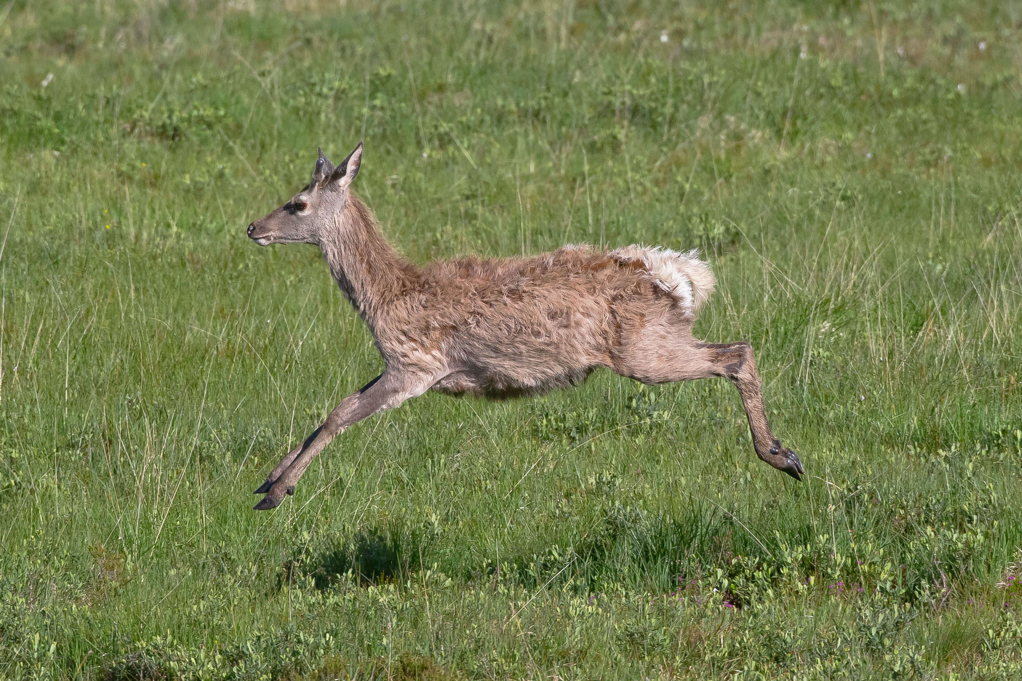 ... ebenso wie Sikahirsche - die Hirschjagd ist in Schottland sehr beliebt