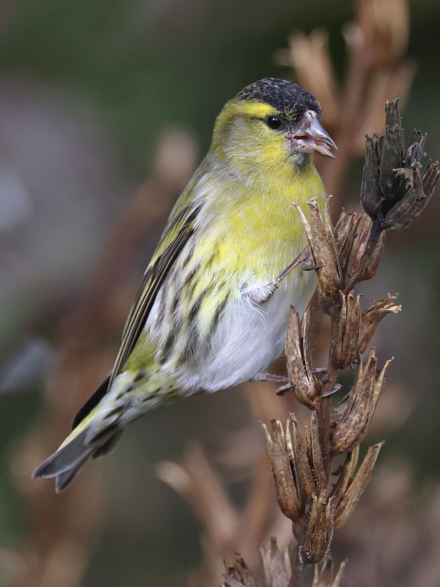 ... und Nachtkerzen (Oenothera biennis) abgesehen