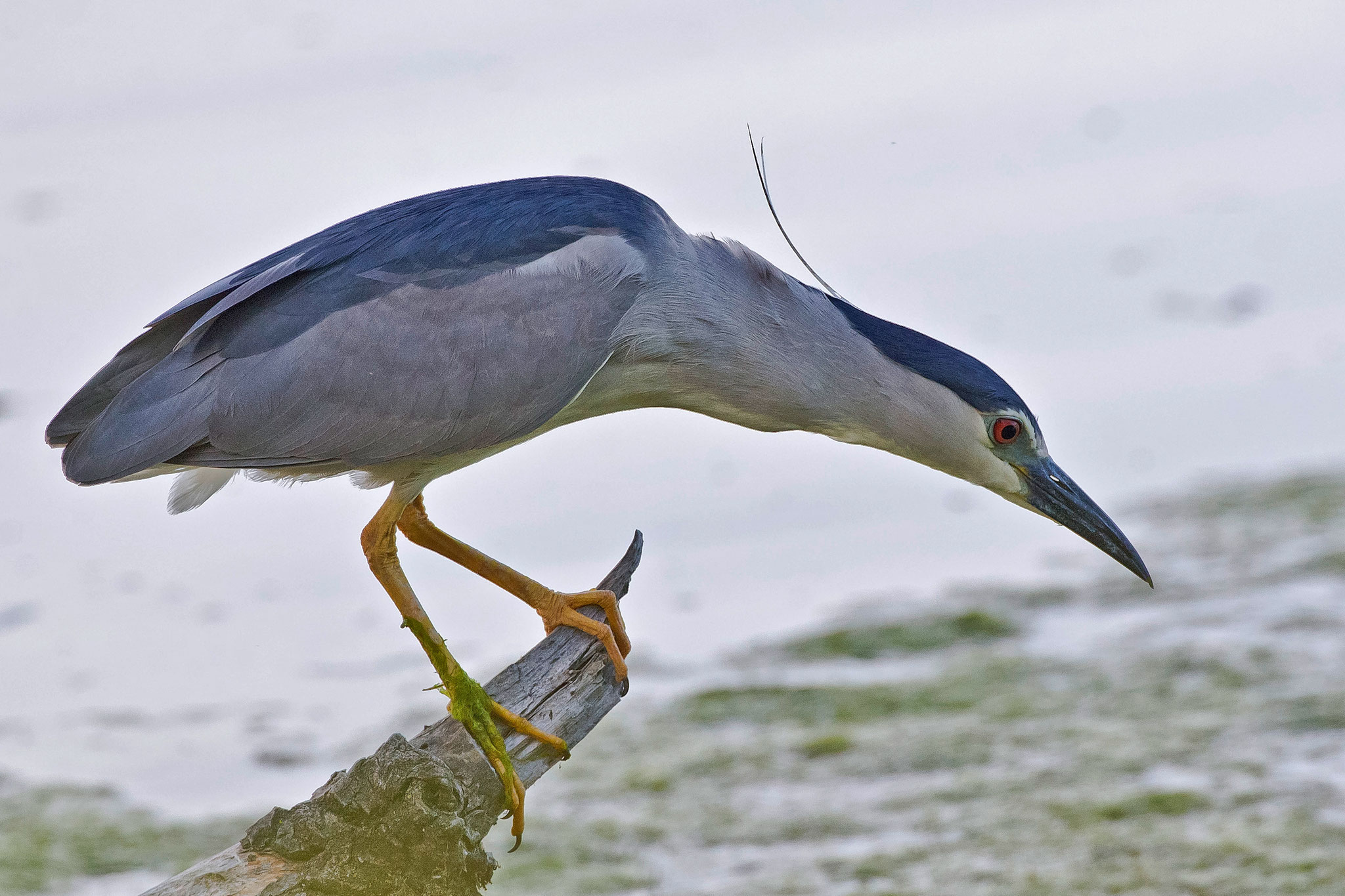 Nachtreiher (Nycticorax nycticorax), im Prachtkleid, Klingnauer Stausee