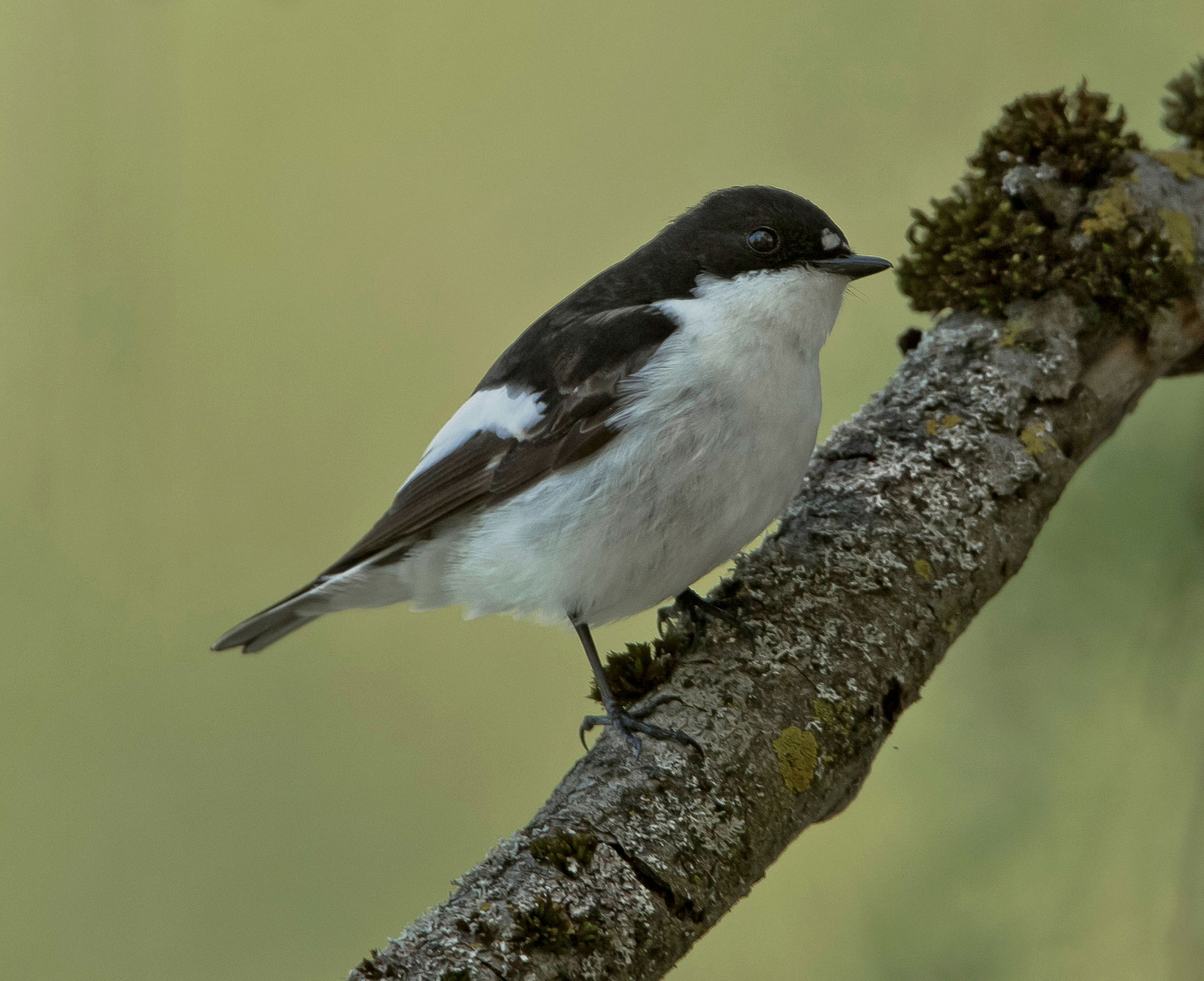 Trauerschnäpper-Männchen an der Aarepromenade in Brugg