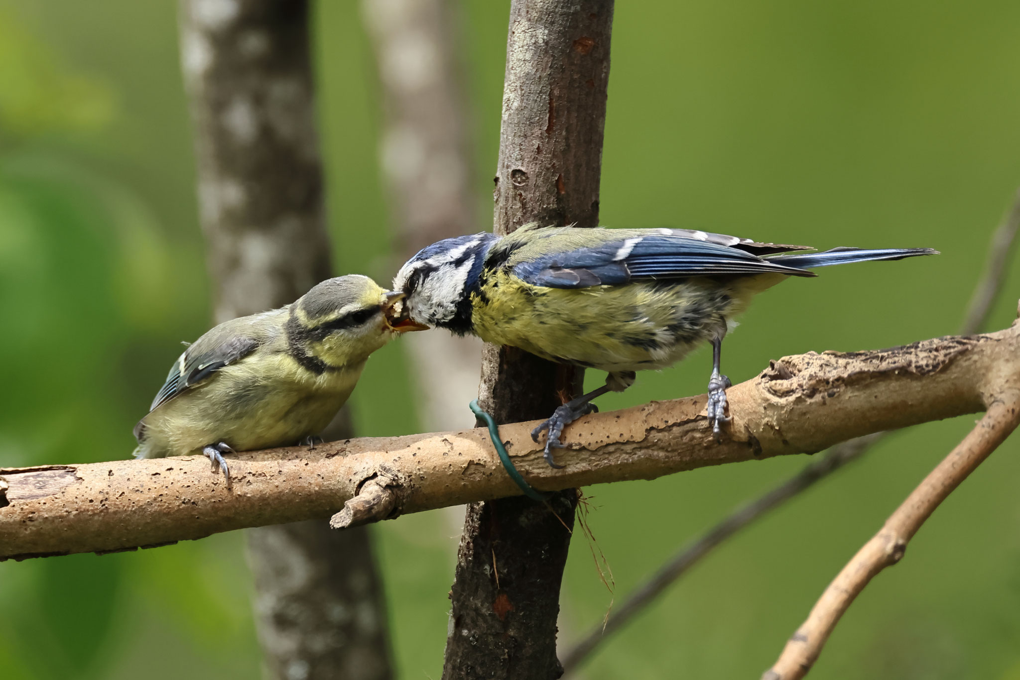 Besonders beliebt waren die Futterknödel mit Insekten und Früchten - nicht nur bei mehreren Blaumeisen-Familien.