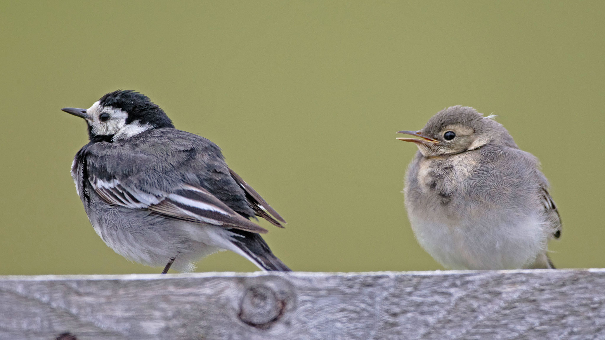 ... hier ein Weibchen mit Jungvogel