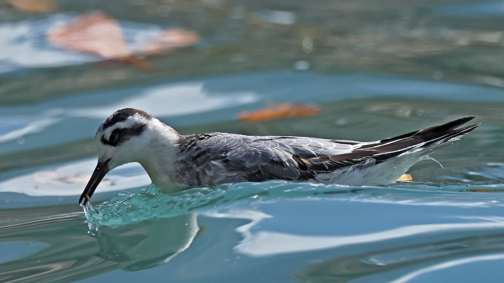 Natürlich wäre ein adultes Weibchen im Prachtkleid noch viel attraktiver gewesen, doch der Jungvogel zeigte uns viel von der Jagdtechnik nach Wasserinsekten. Diese spezielle Limikolenart brütet in Island und im Norden Russlands.