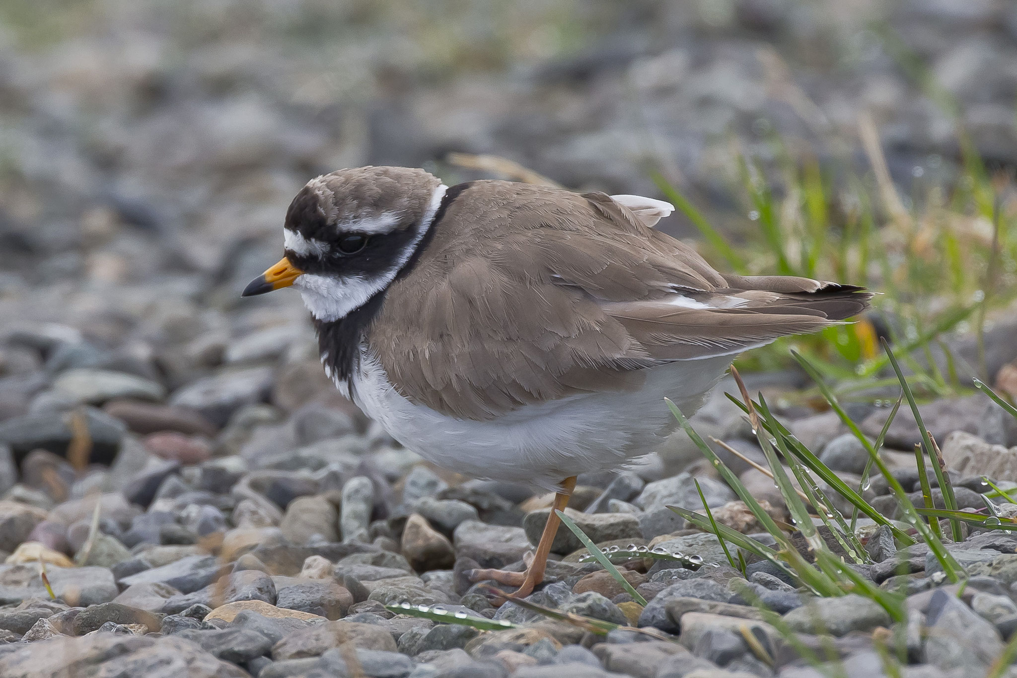 Zu den häufigsten Vogelarten in dieser Gegend zählen Sandregenpfeifer ...