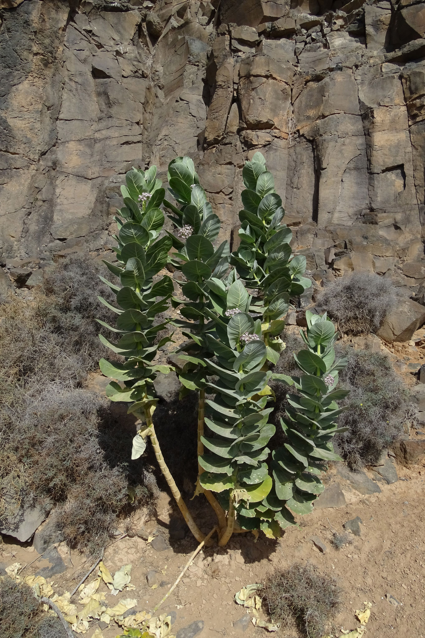 Der grosse Fettblattbaum (Calotropis procera) wächst an mehreren Stellen im Barranco ...