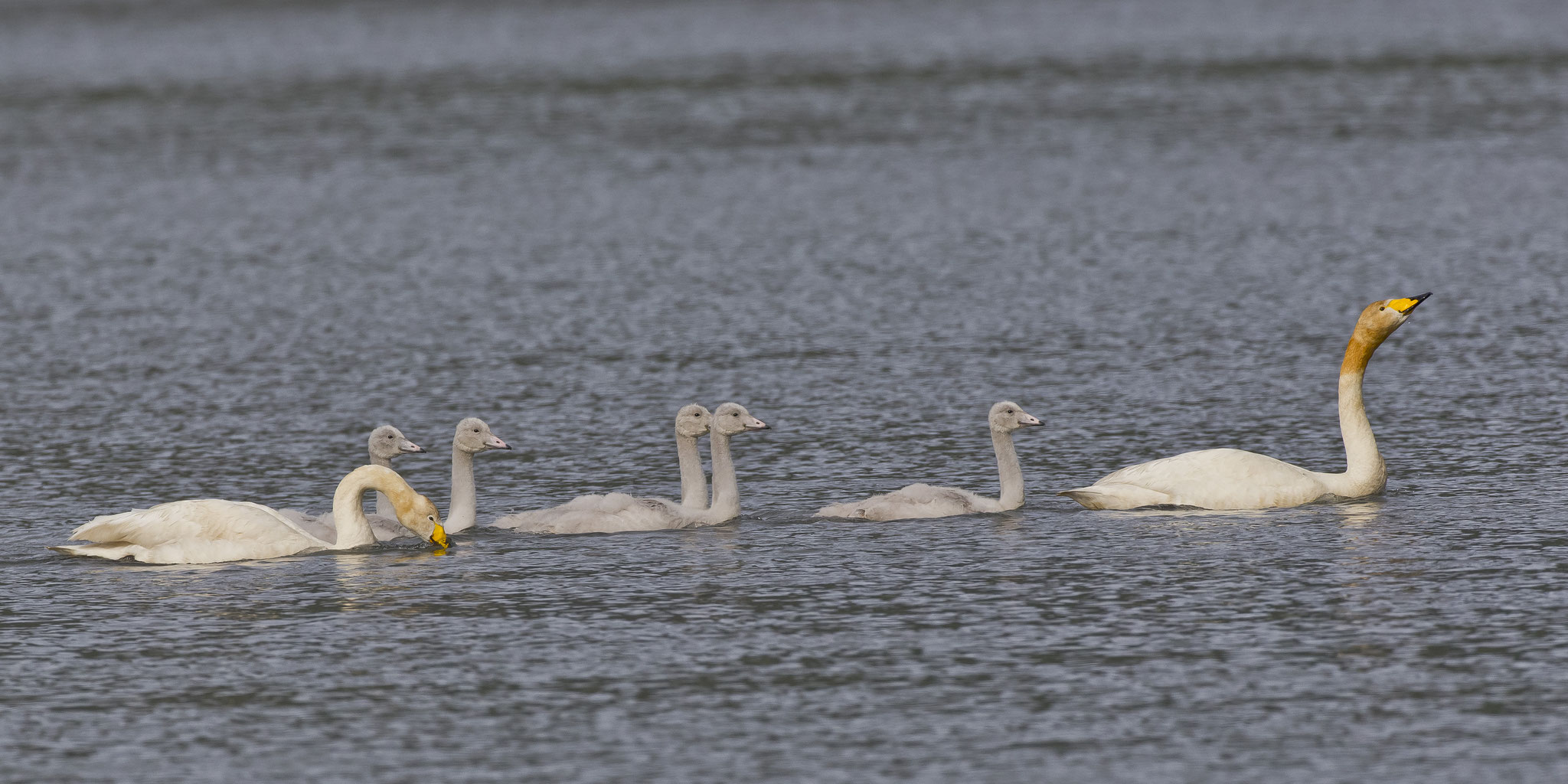 Hier gibt es viele Singschwan-Familien...