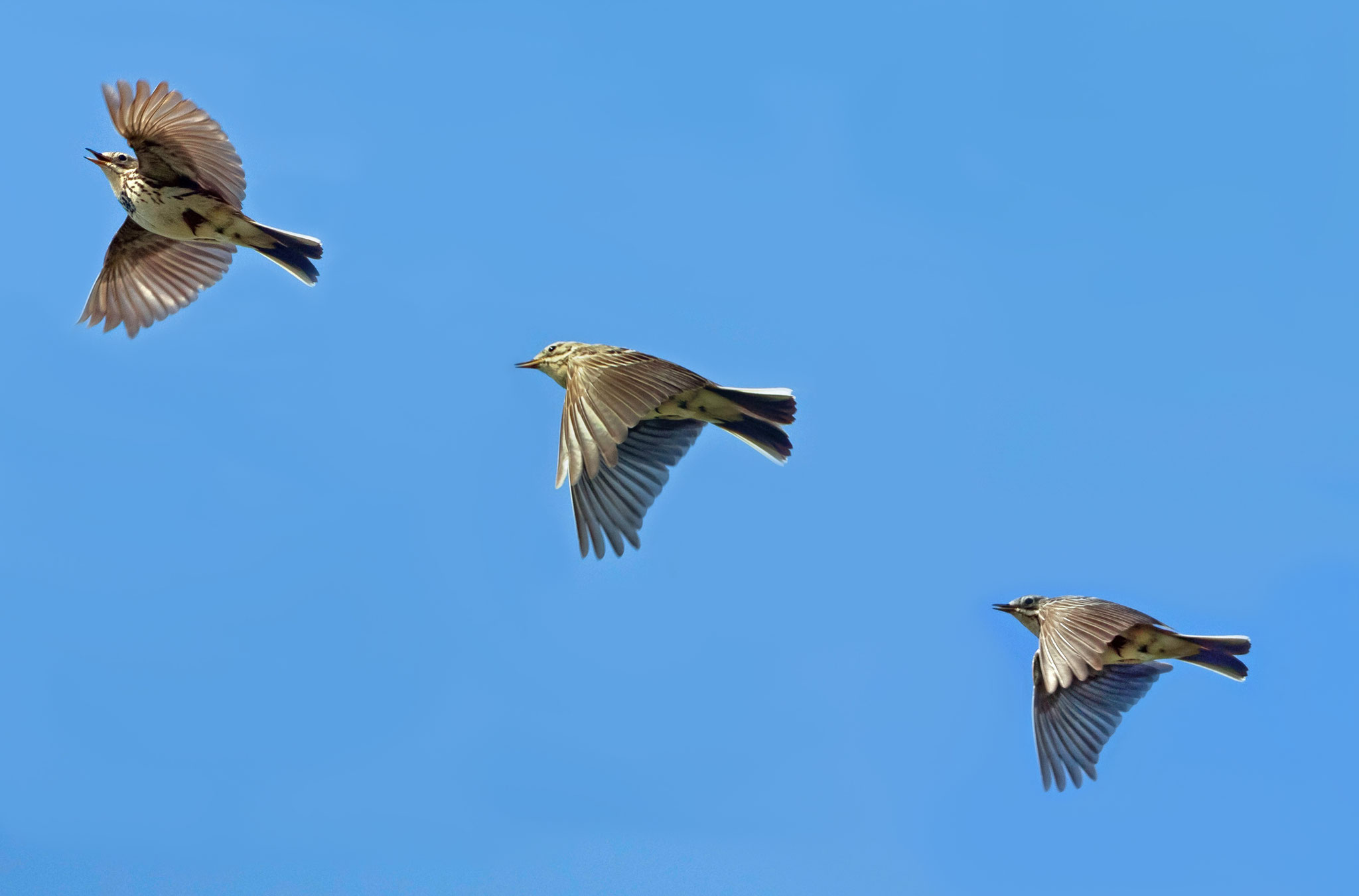 ... und üben sich ständig im Singflug - manchmal zu dritt hintereinander ;-)