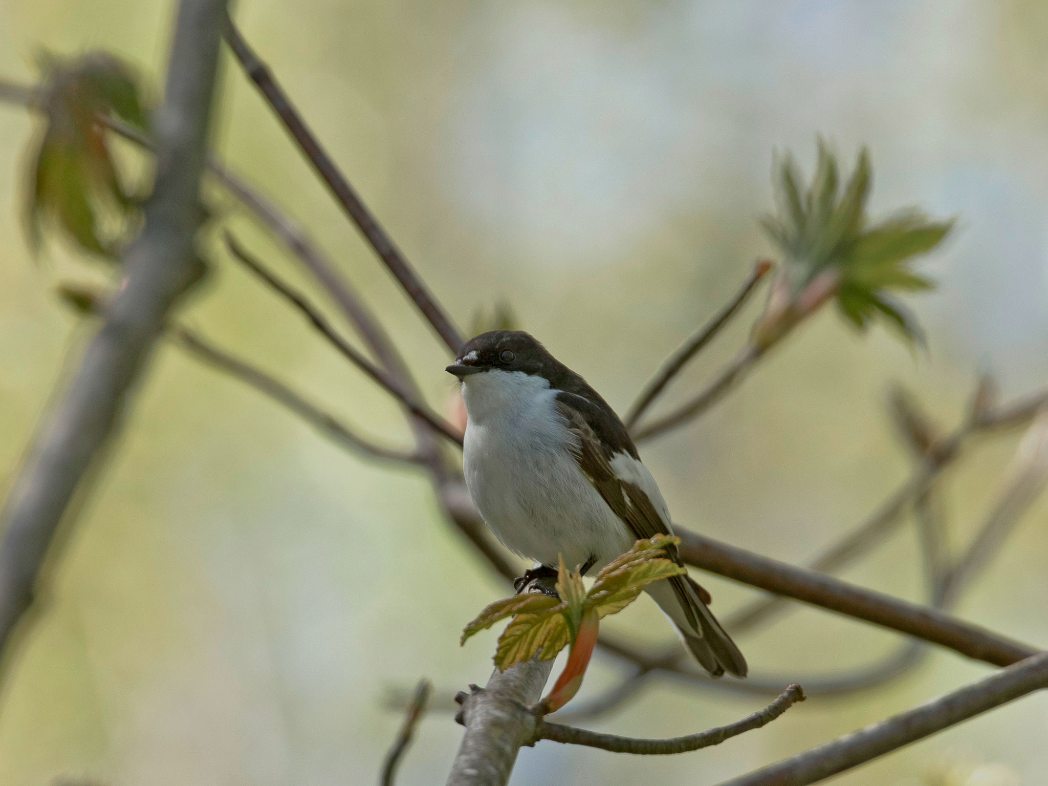 Trauerschnäpper-Männchen an der Aarepromenade in Brugg