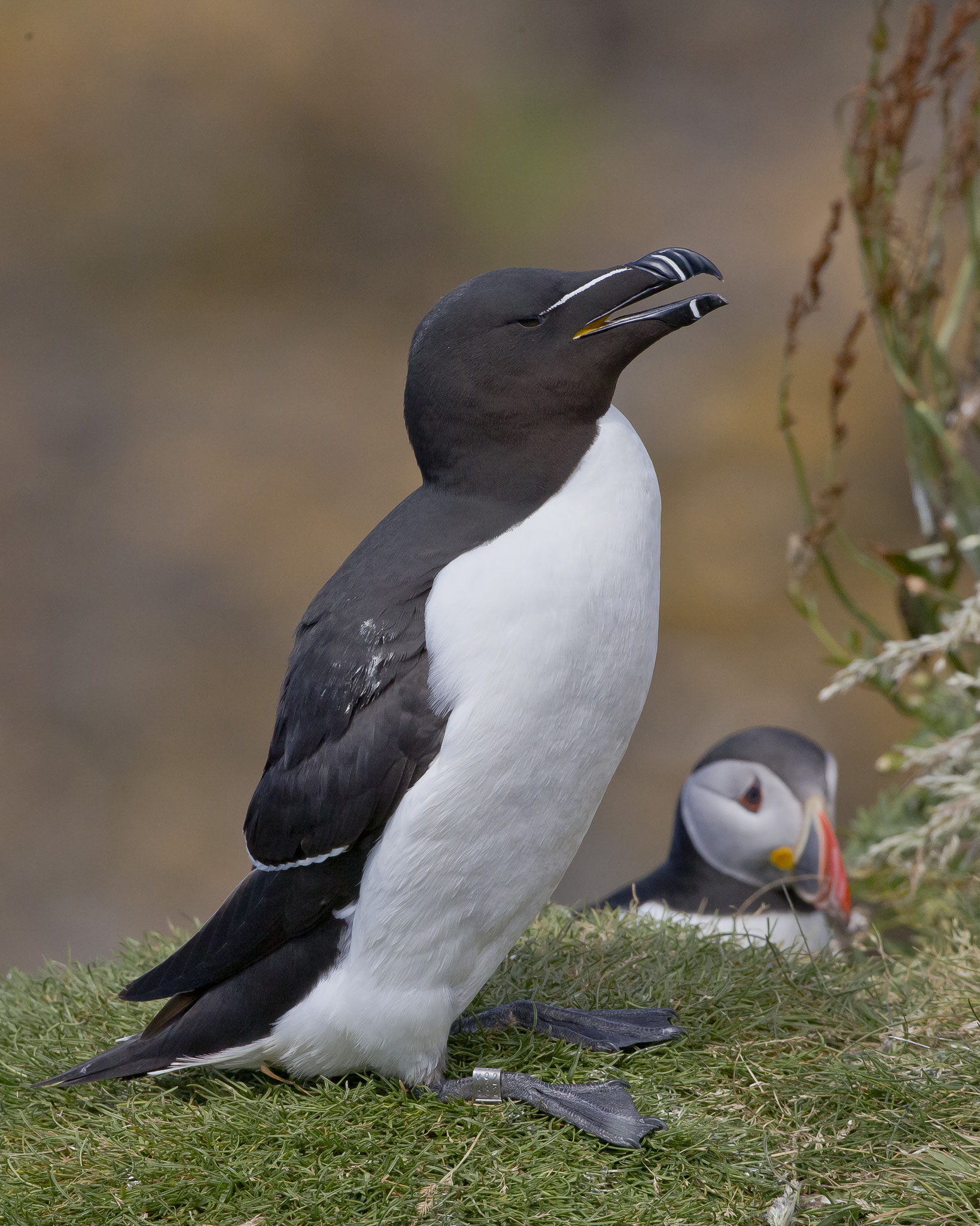 Zusammen mit den Puffins ... 