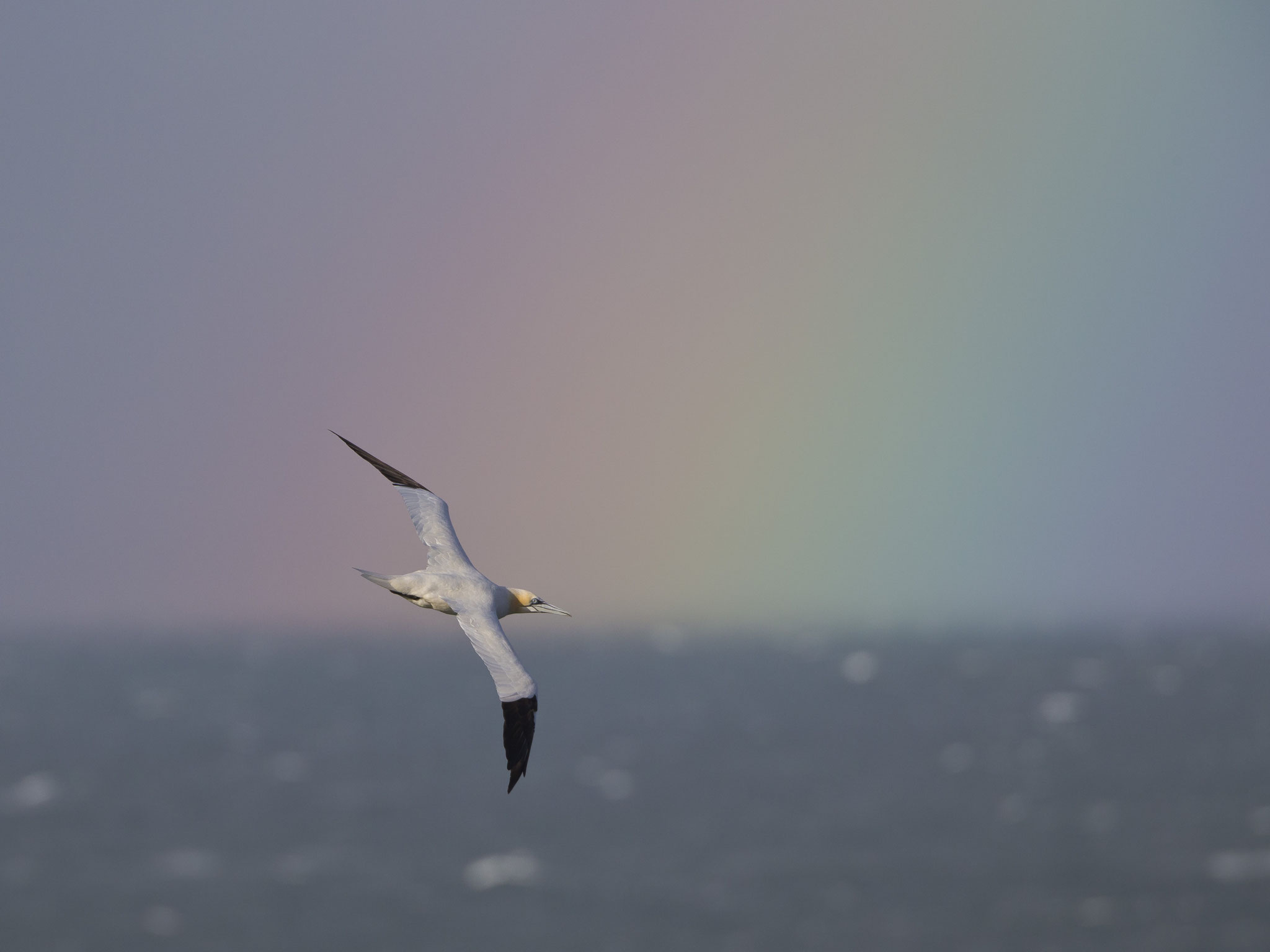 Flug in den Regenbogen 