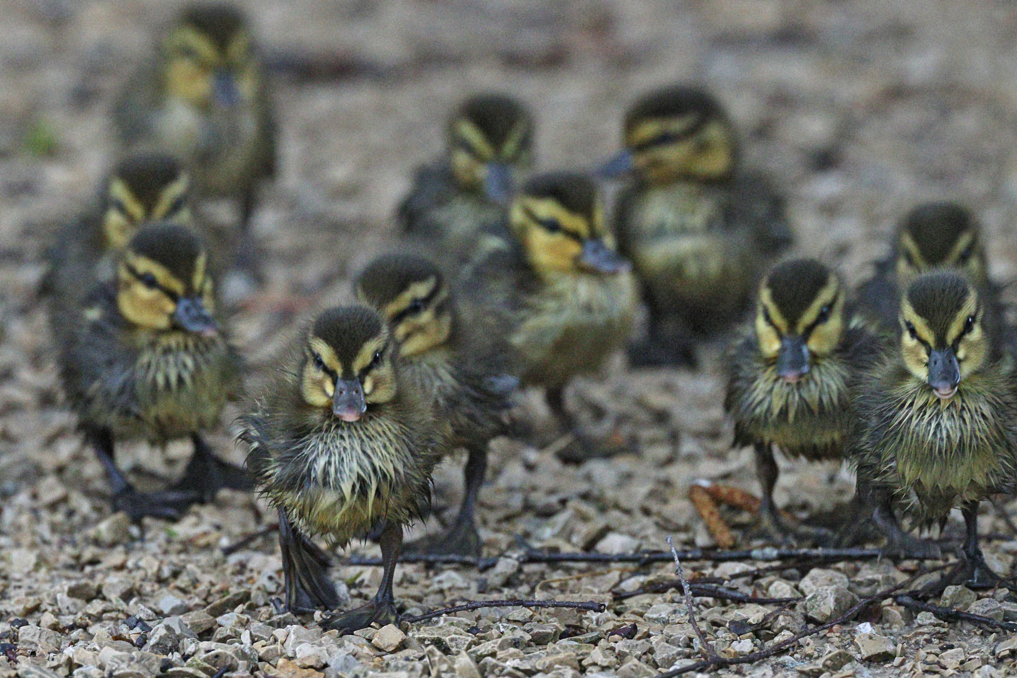 Nachdem klar war, dass sie offensichtlich von ihrer Mutter verlassen wurden, nahmen wir sie mit und überbrachten sie am nächsten Tag der Vogelpflegestation der Vogelwarte.