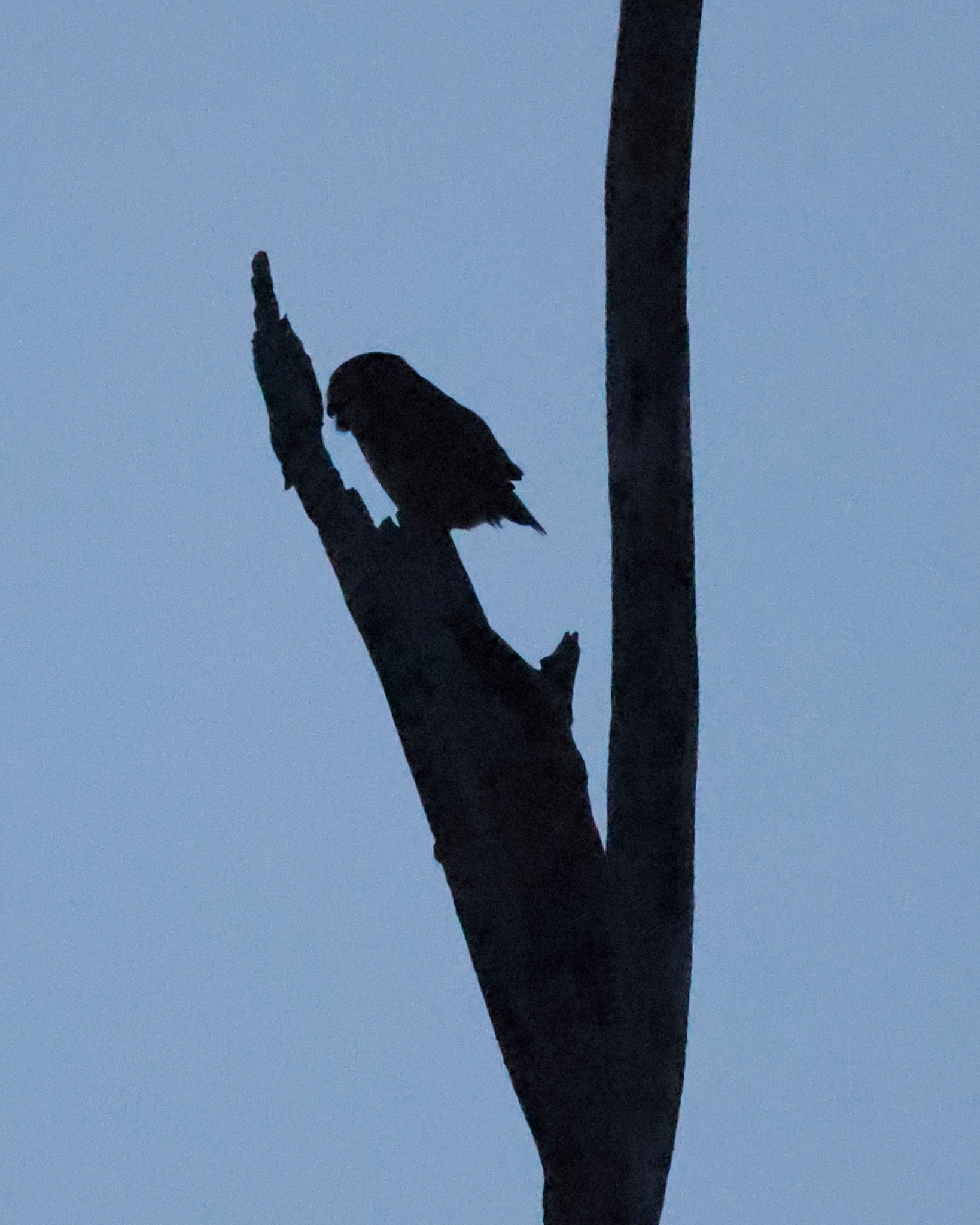 ...wenn auch bei sehr schwachem Licht - aber die Silhouette gibt doch auch viel her!