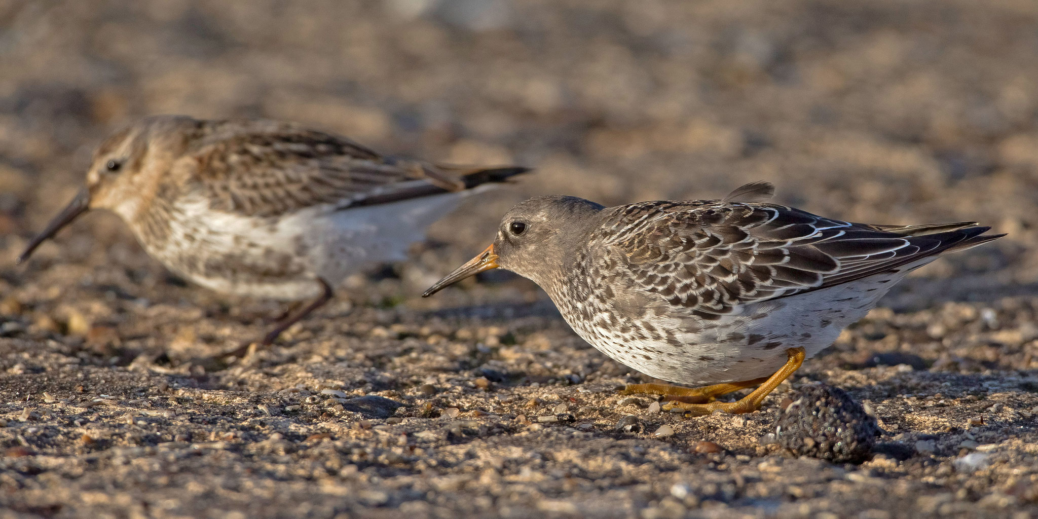 Auch Meerstrandläufer und Alpenstrandläufer duckten sich unter den Windböen ...