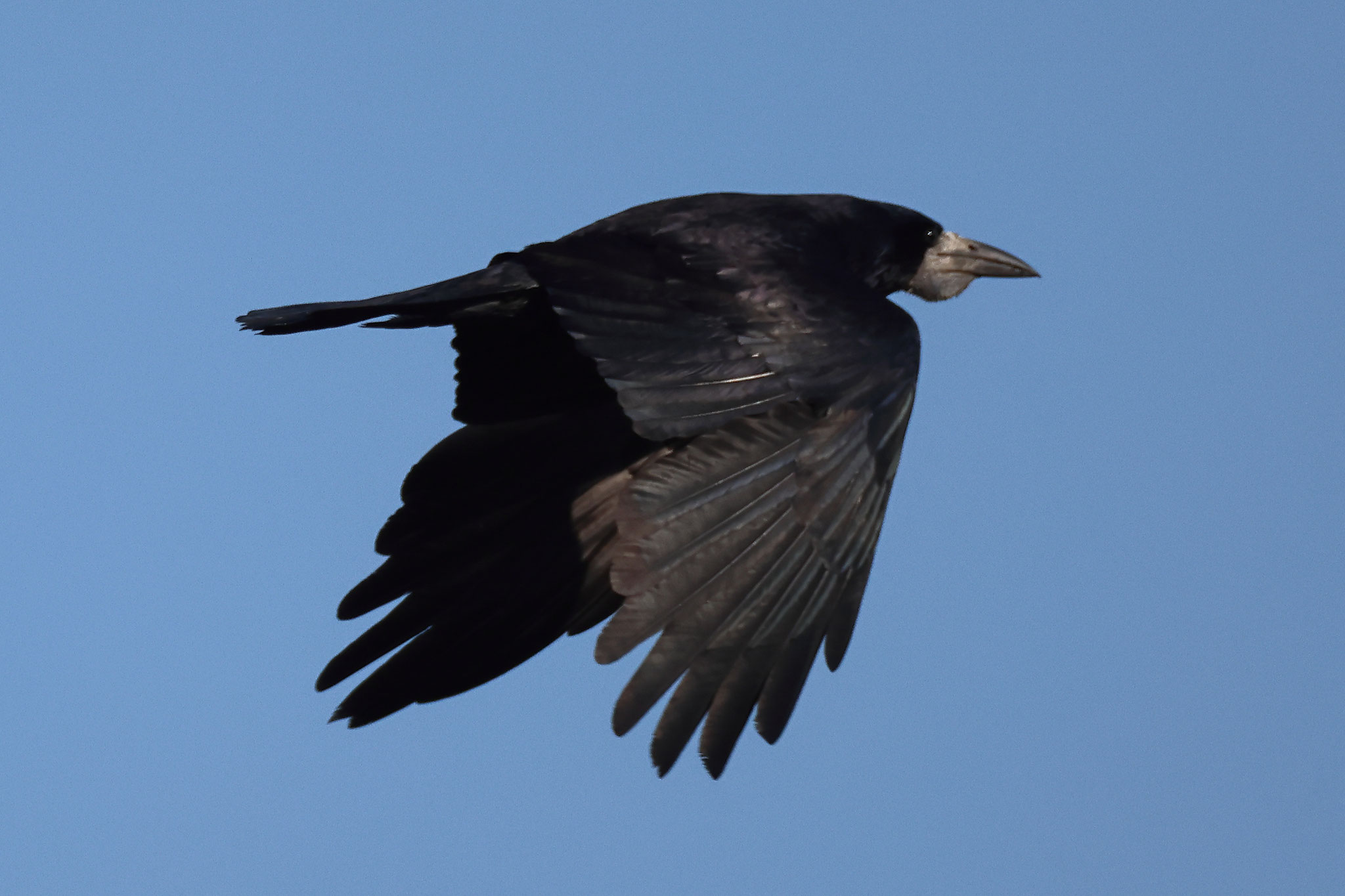 Saatkrähe fliegt ihre Nestkolonie an