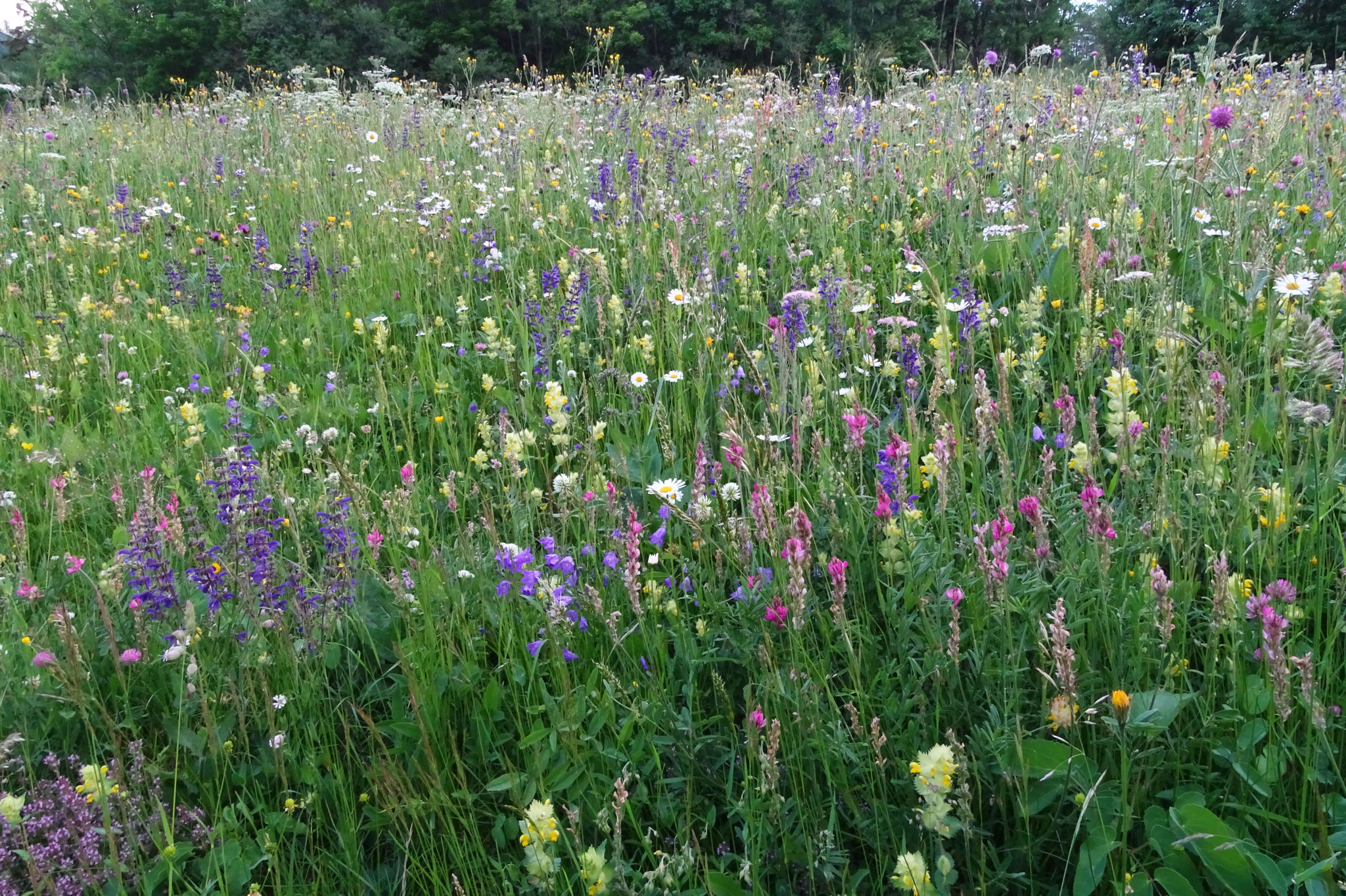 Prächtige Blumenwiese bei Erschmatt