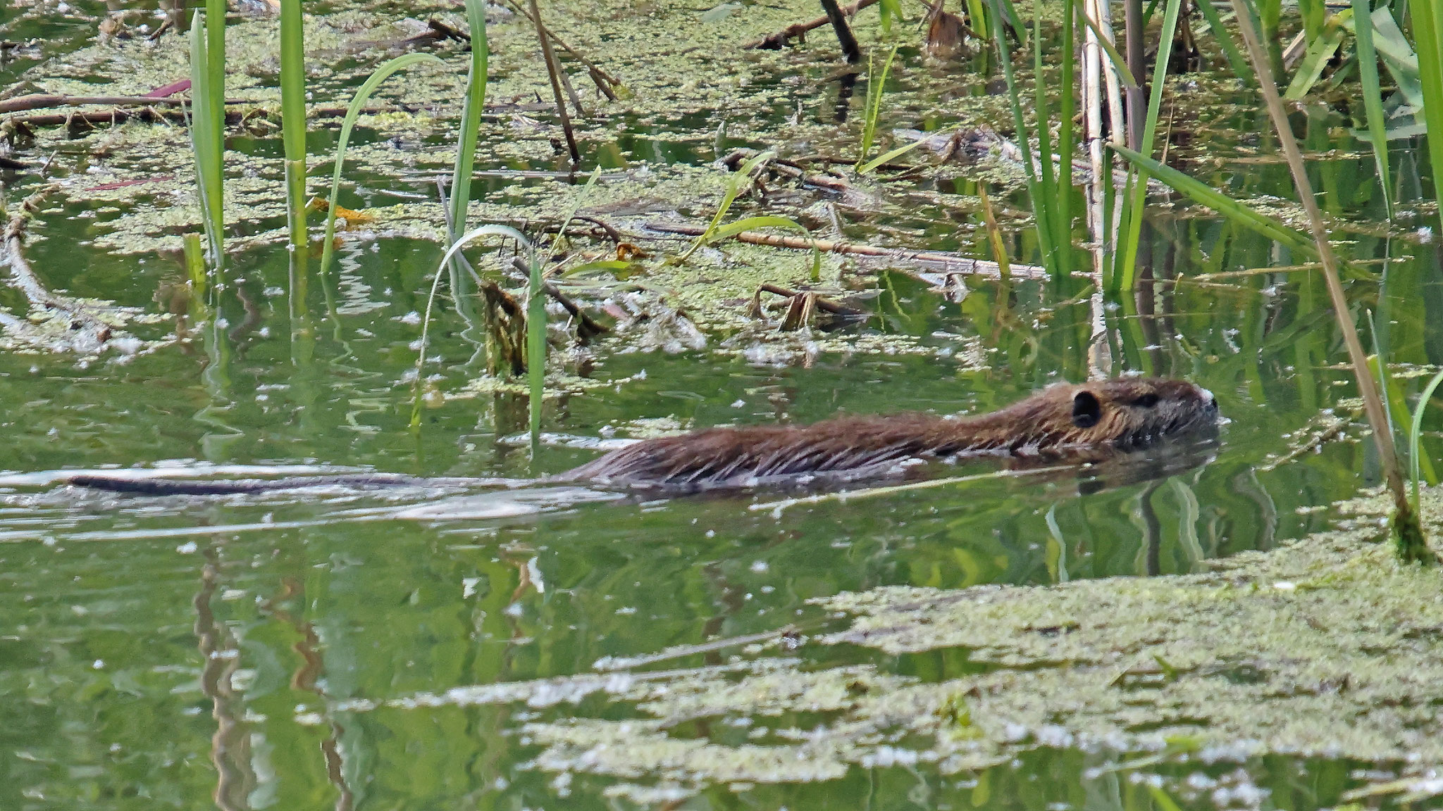Nutria bei der Brücke von Andau