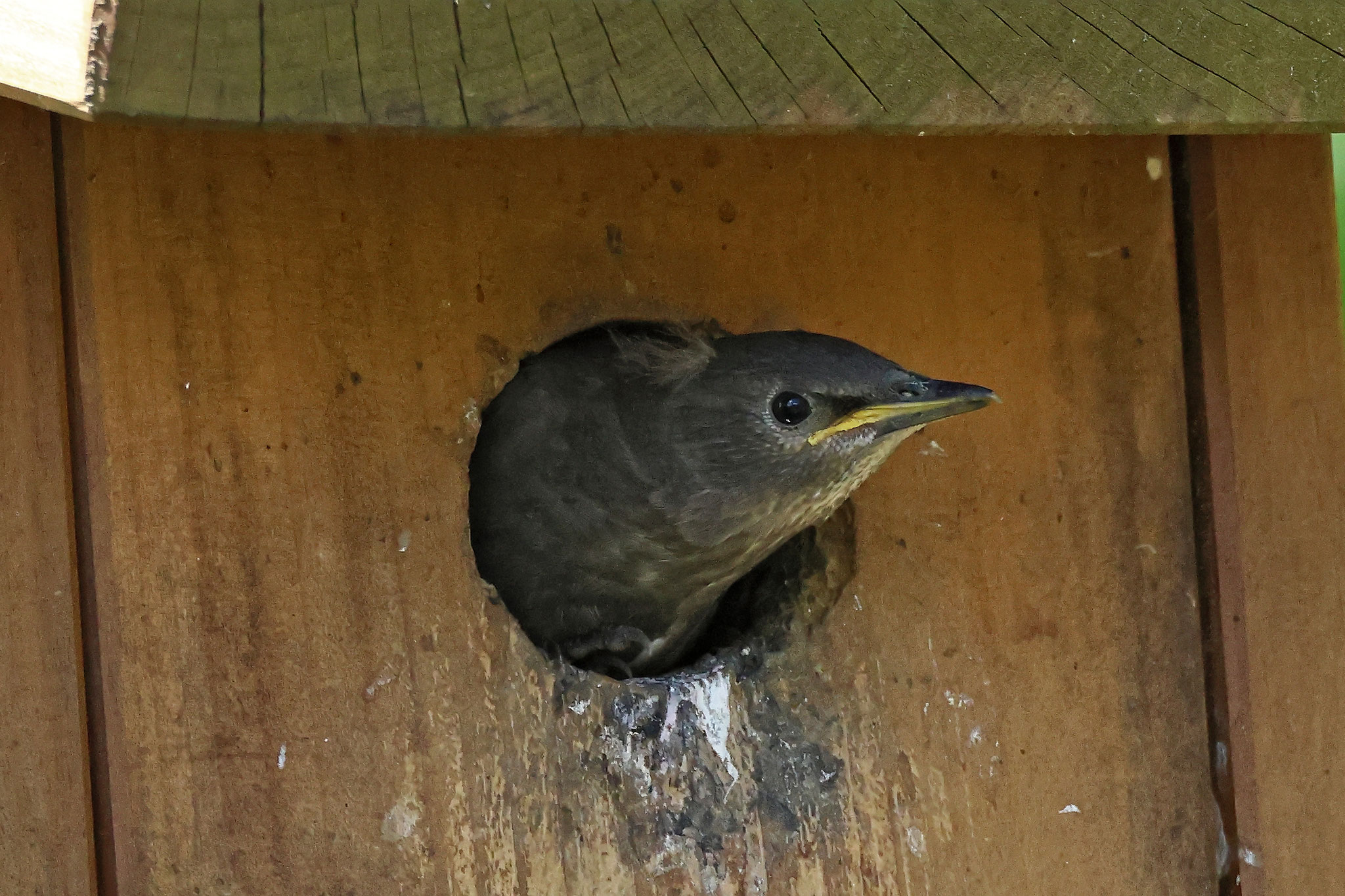 Bereits am 5. Mai schaute der erste Jungvogel aus dem Kasten und bald war dieser verlassen und bereit für die zweite Brut.