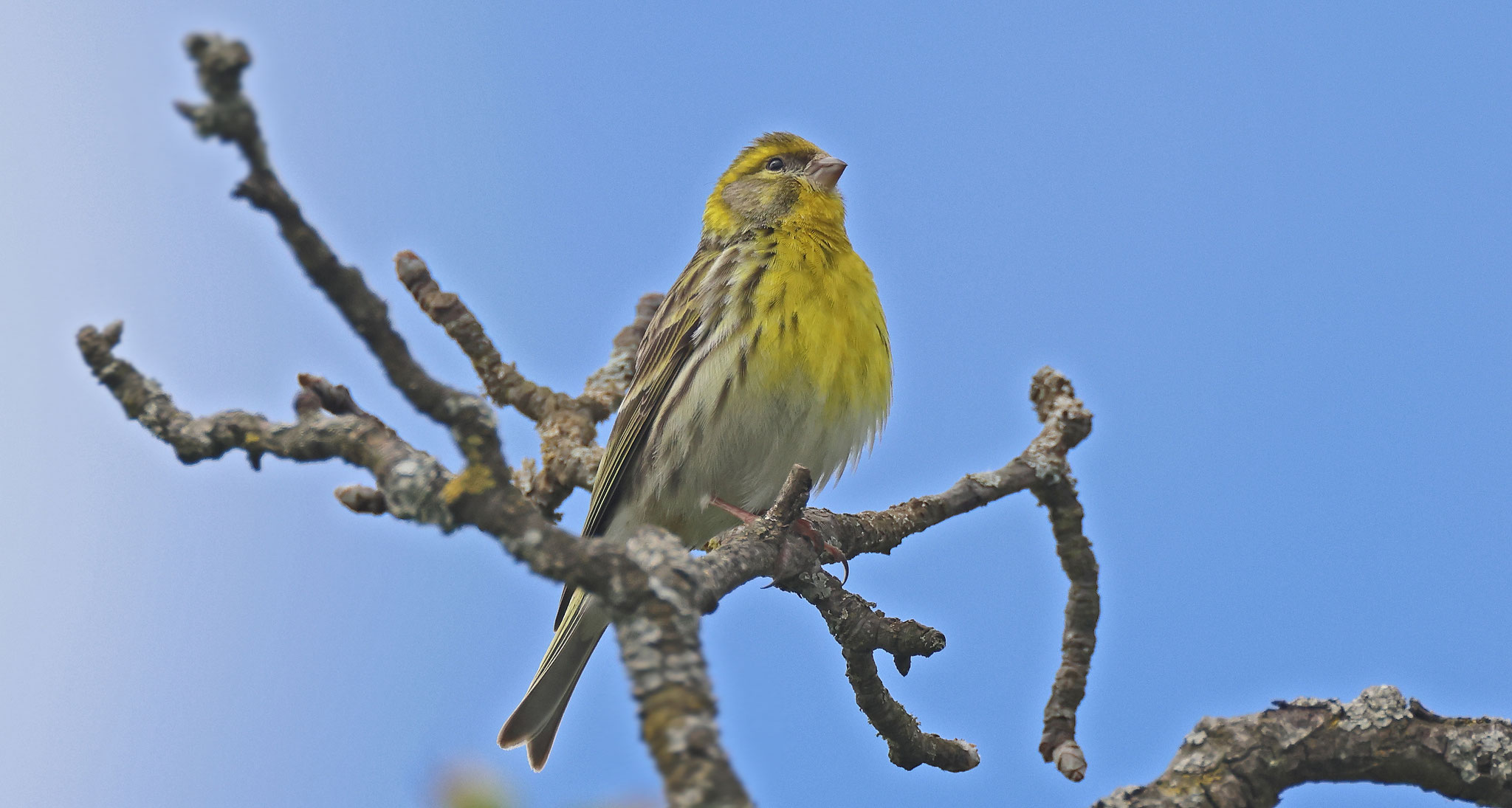 Auf jeden Fall sang das Männchen oft auf dem Kirschbaum...
