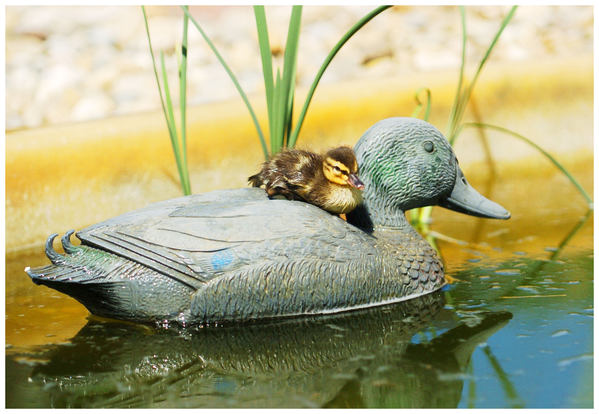 Ente    © Michael Hahn