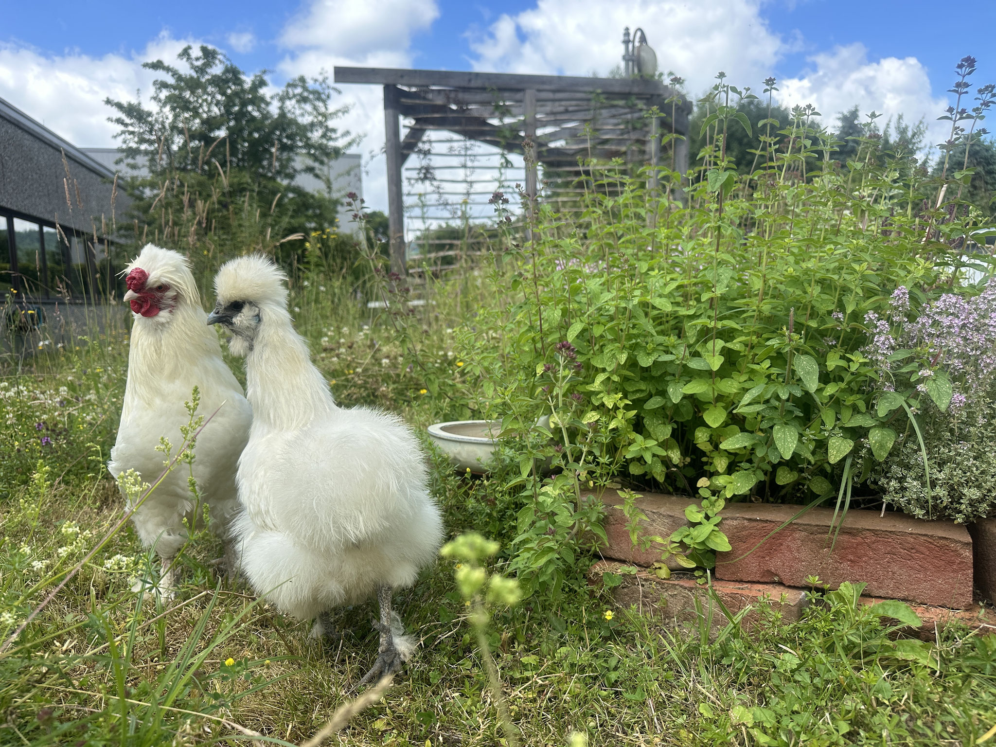 Zwei Hühner neben der Kräuterschnecke
