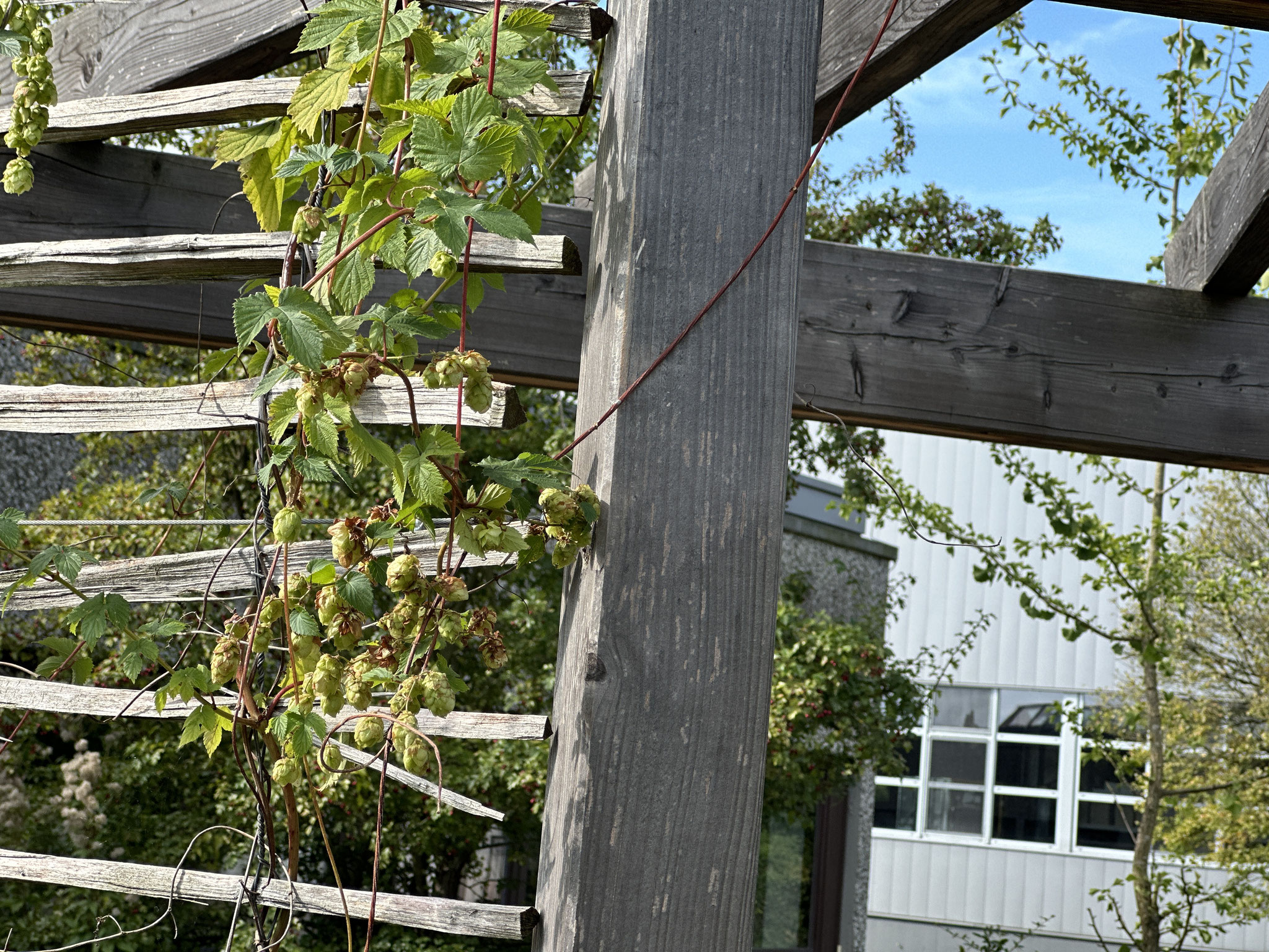 Eine Kletterpflanze an der Pergola