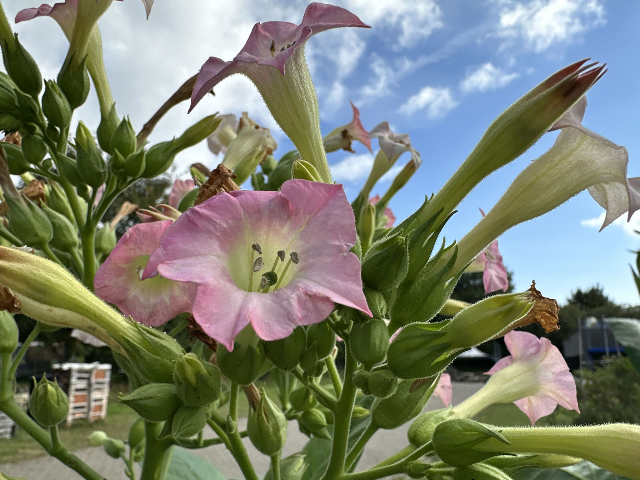 Blüht prächtig: Tabacum