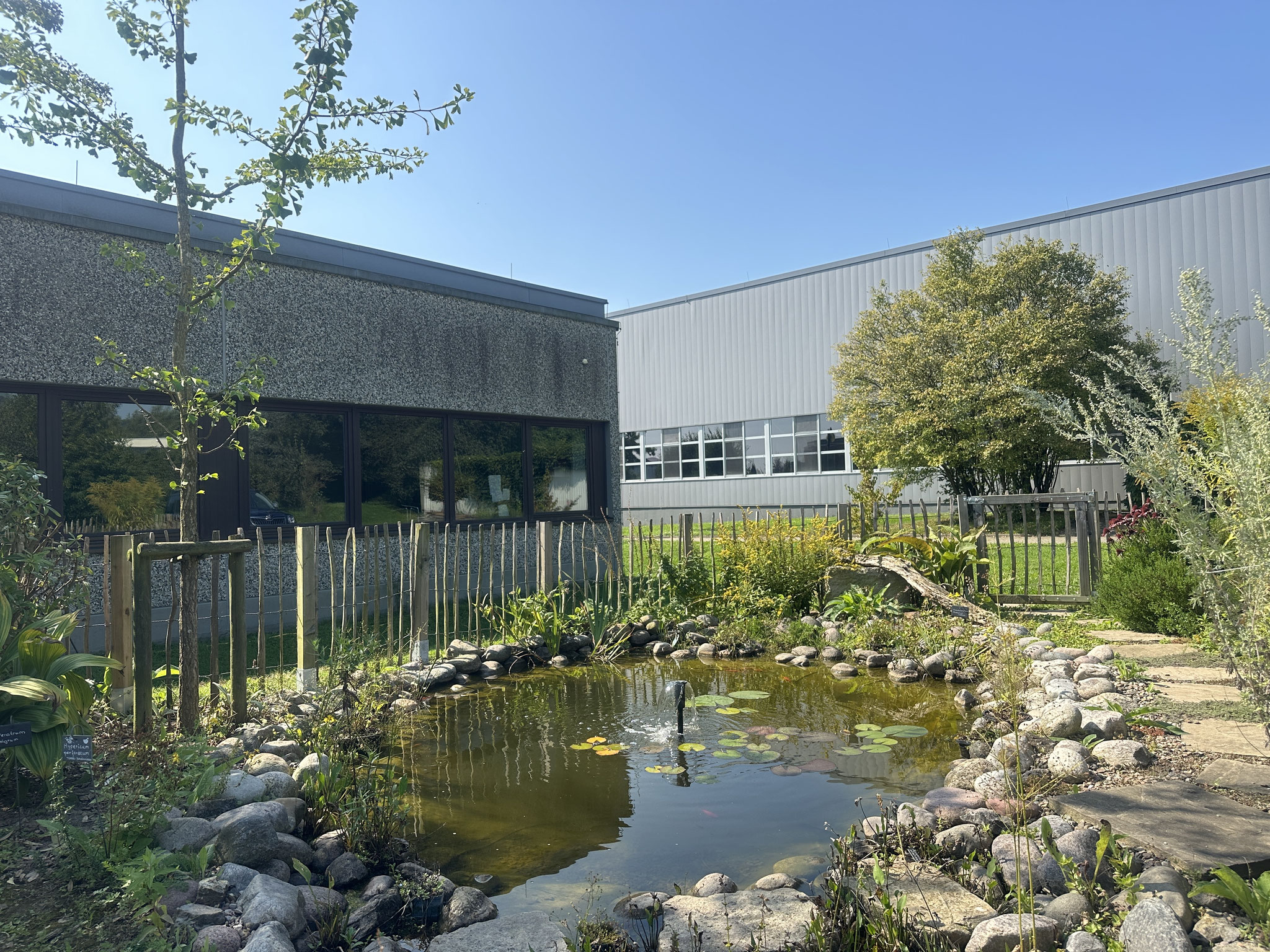 Blick auf den Teich mit Heilpflanzen