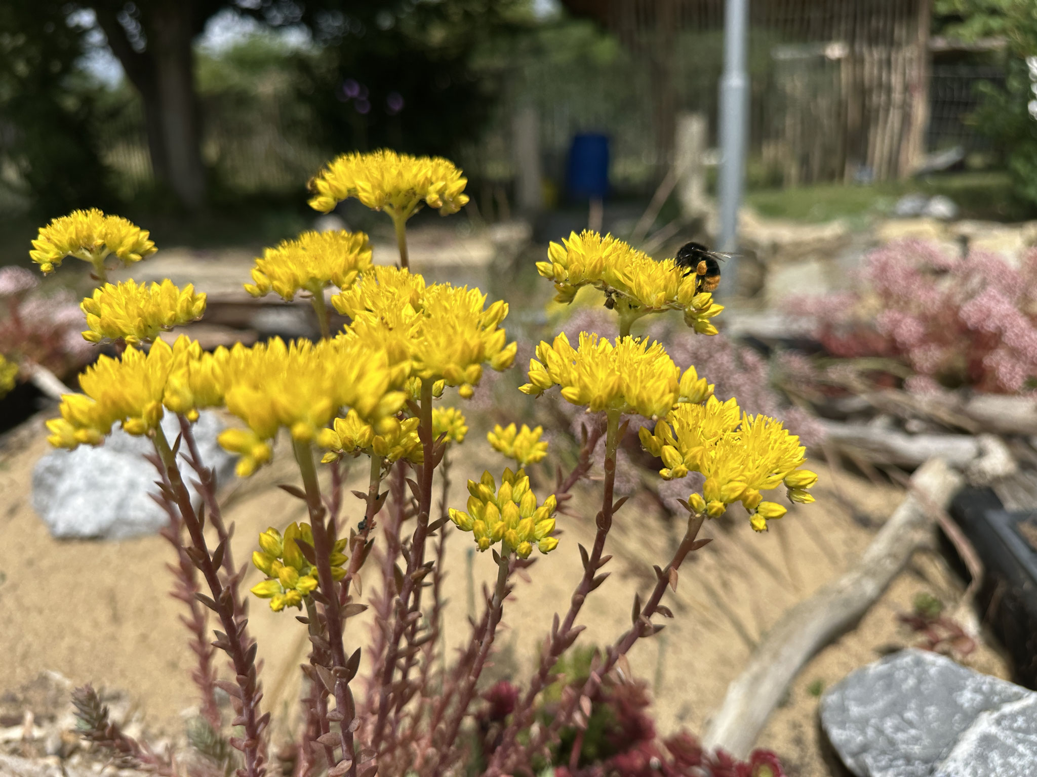 Hummel auf einer Blüte im Sandarium