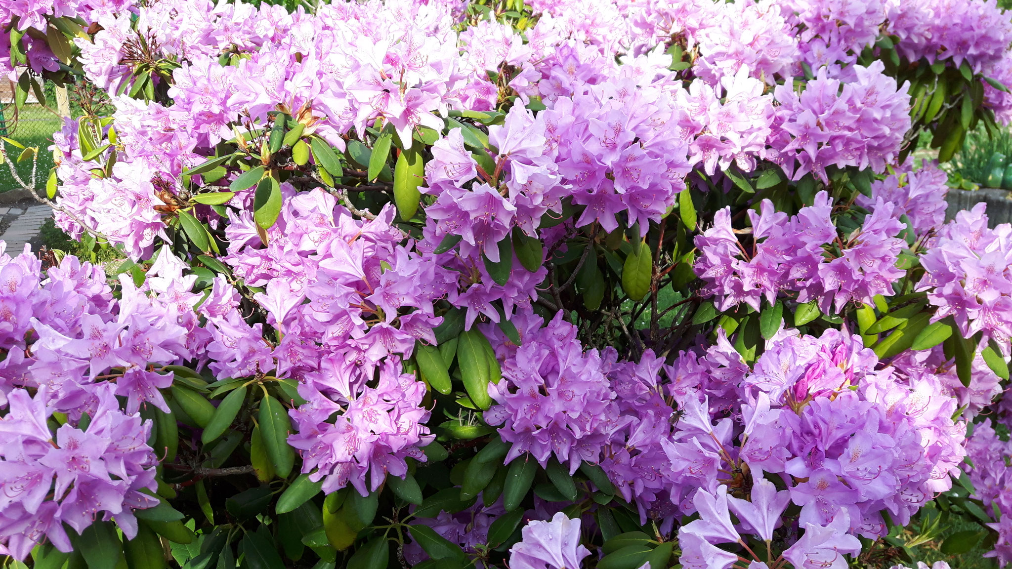 Rhododendron