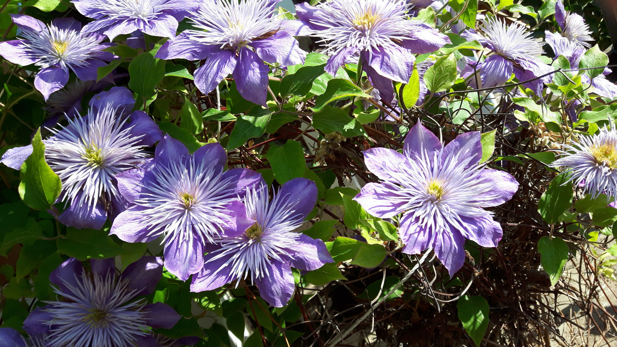 Clematis