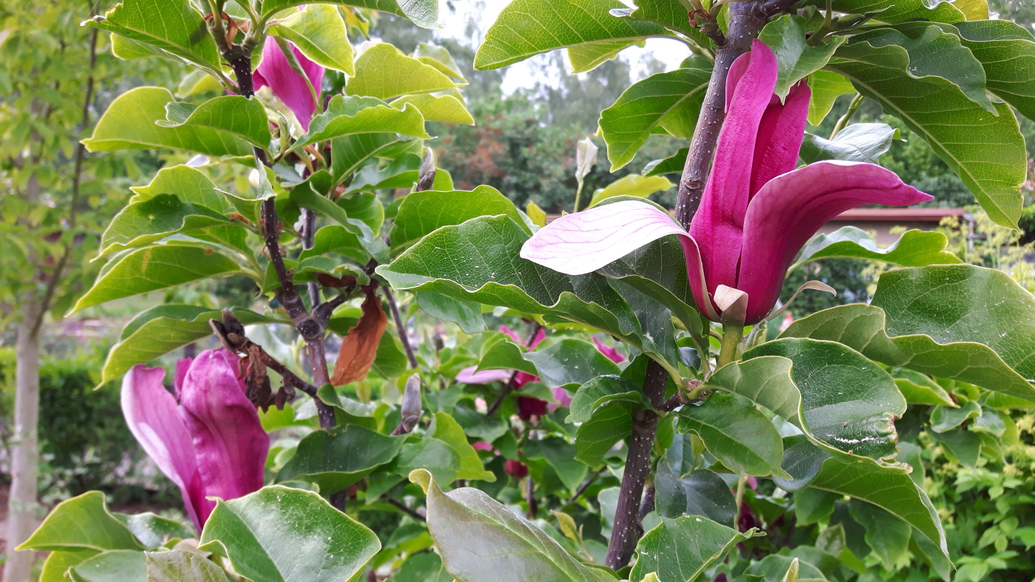 Magnolie