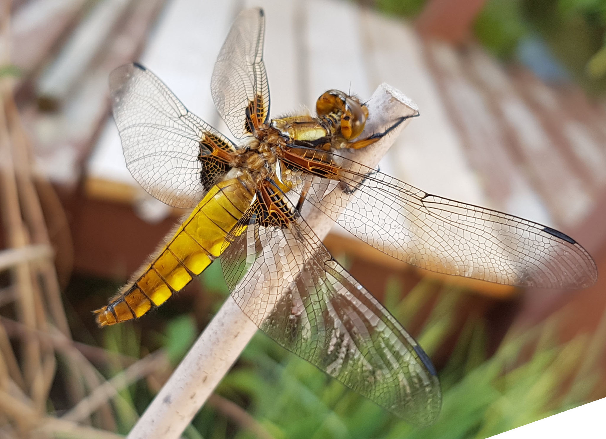 Plattbauchlibelle