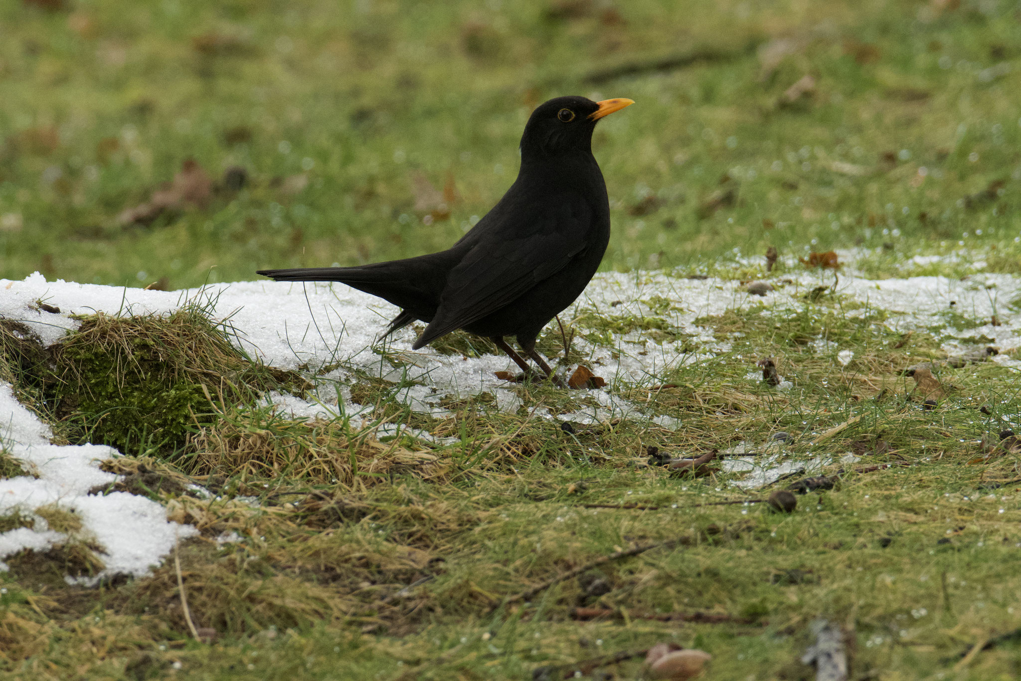 Amsel Foto: A.Ribnitzky