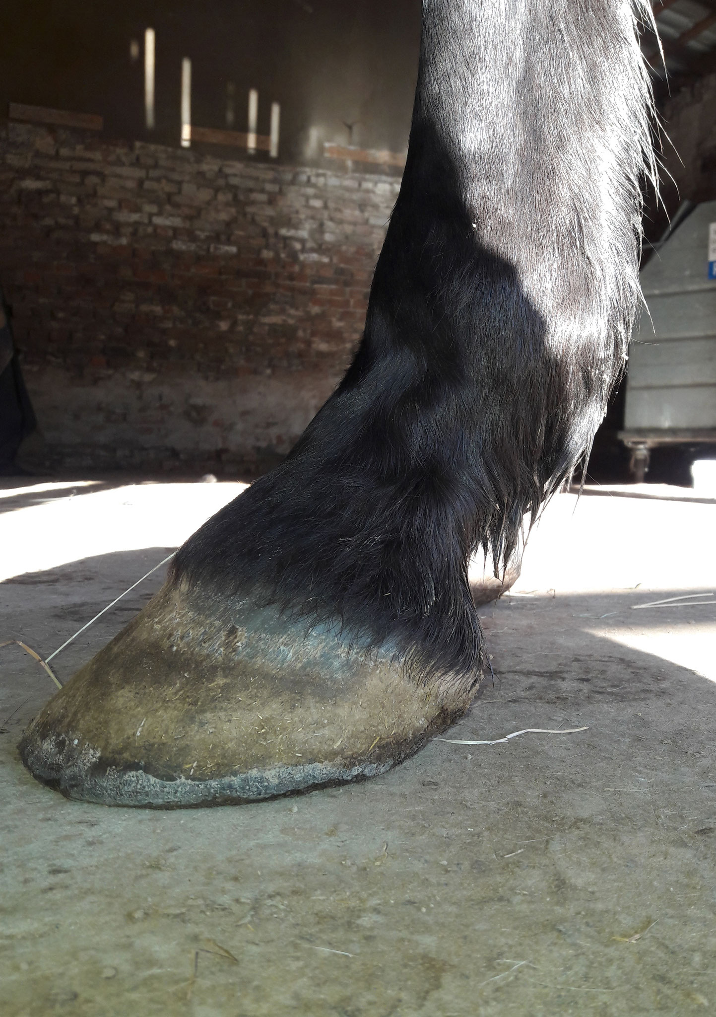 Hufrollensyndrom - Pferde-Bewegungstraining Margitta Sharma im Raum Düren, Aachen, Köln, Eifel