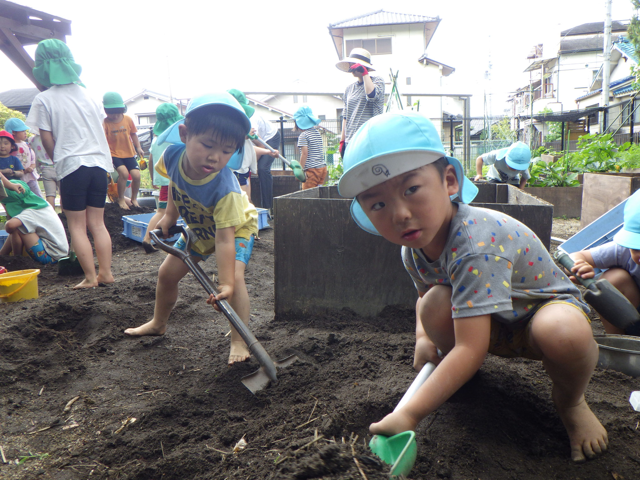 土作り！！ぼくたちも手伝うよ！！さつまいもみんなで植えるぞ！！