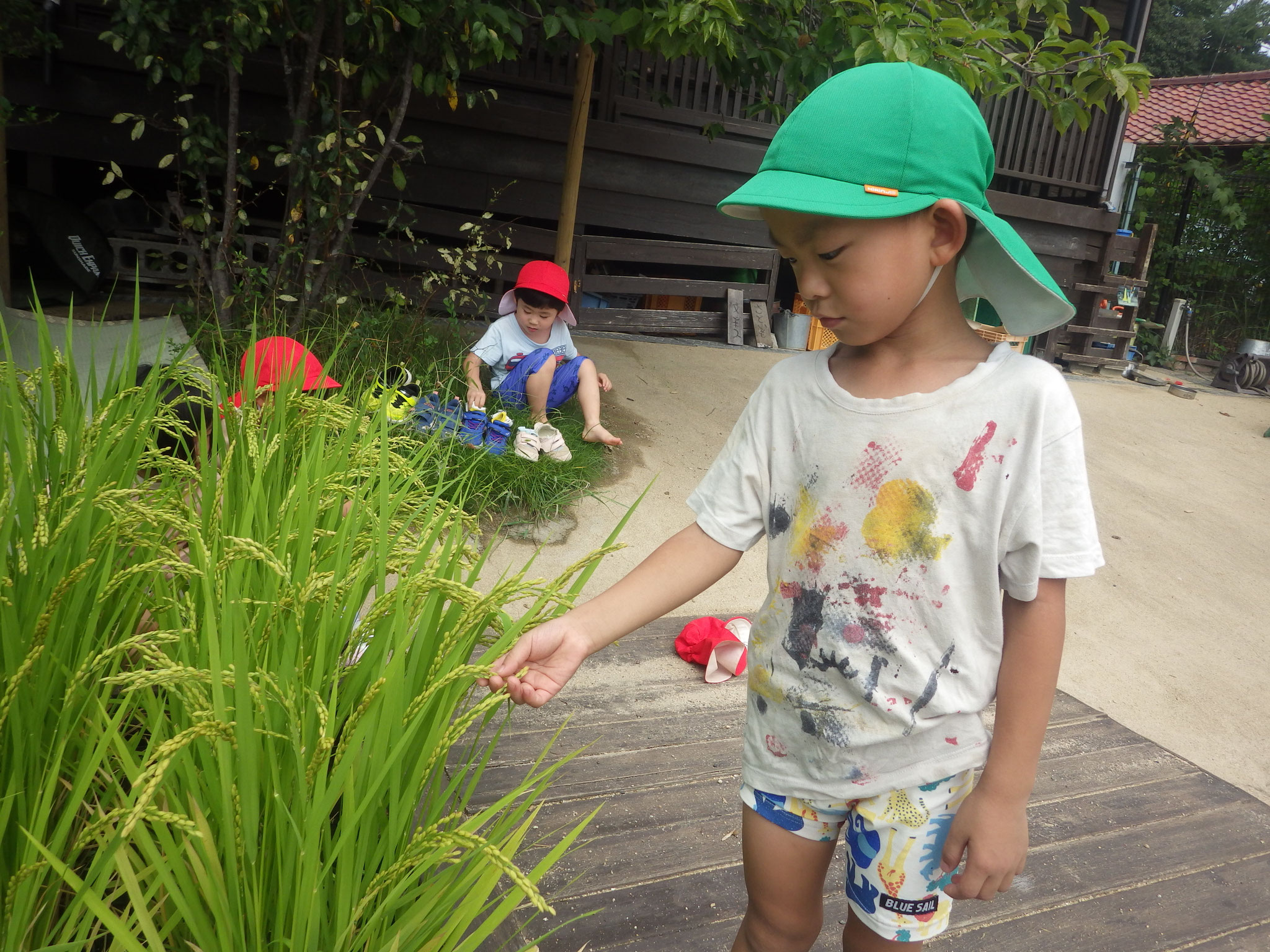 お米できている！毎日触ってチェックしています。