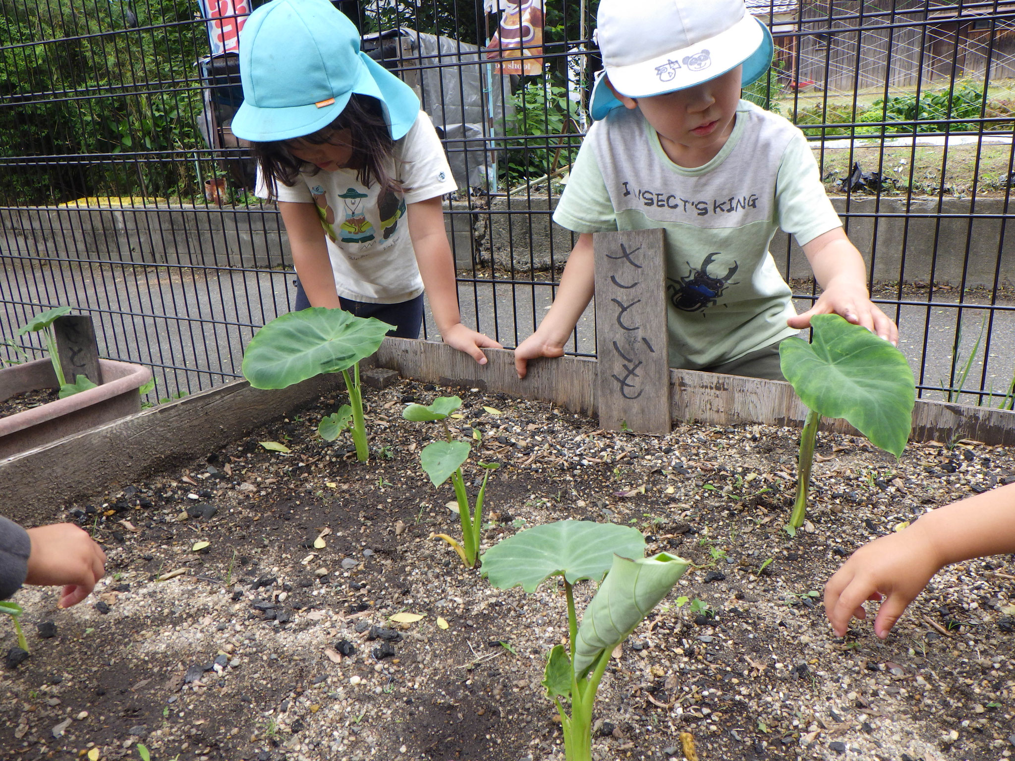 里いも芽出した～！！たっぷりお水をあげなきゃね