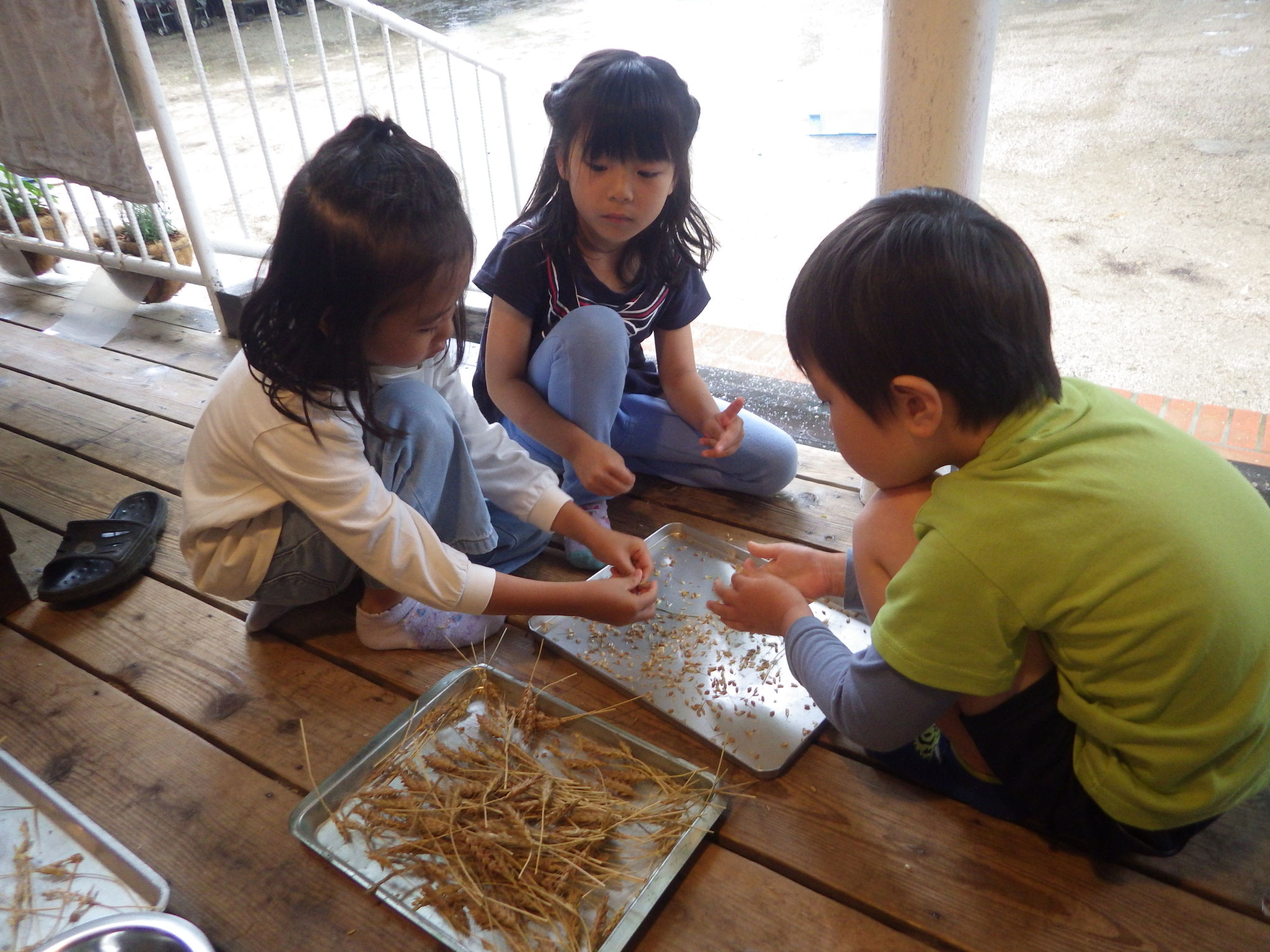 麦の籾殻をせっせととります。脱穀してお泊り保育のナン作りに使う予定！