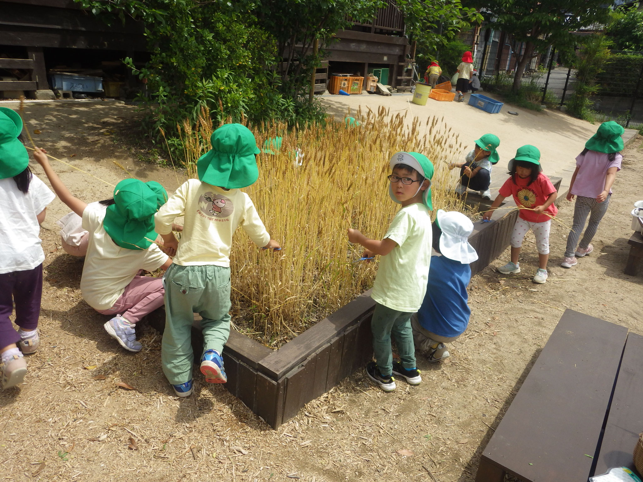 引き継いだ麦から自分たちで育て、立派な金色の麦畑に！はさみでチョキチョキ切って収穫しました。