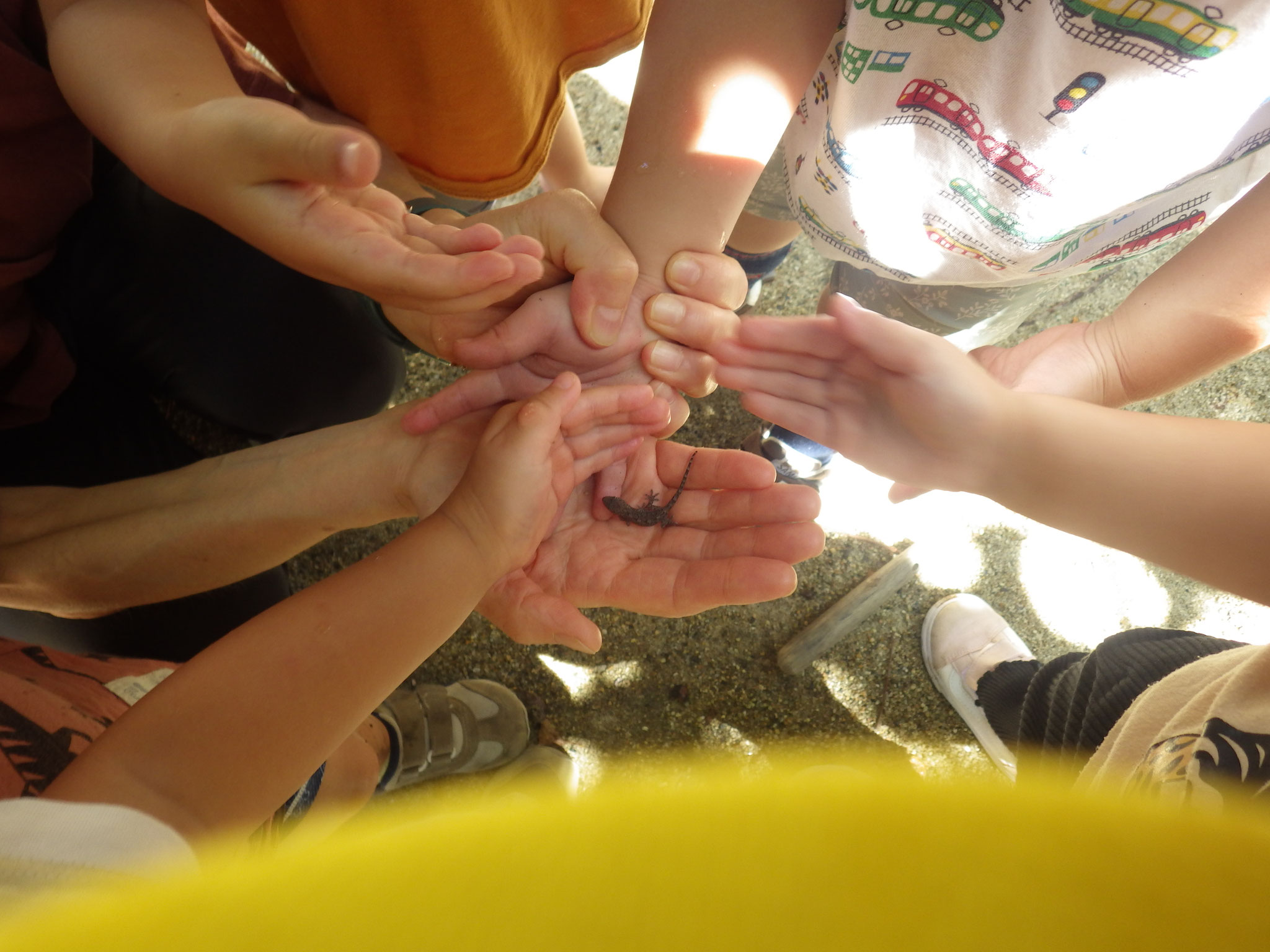 とかげかわいいね！やさしくそーっと…