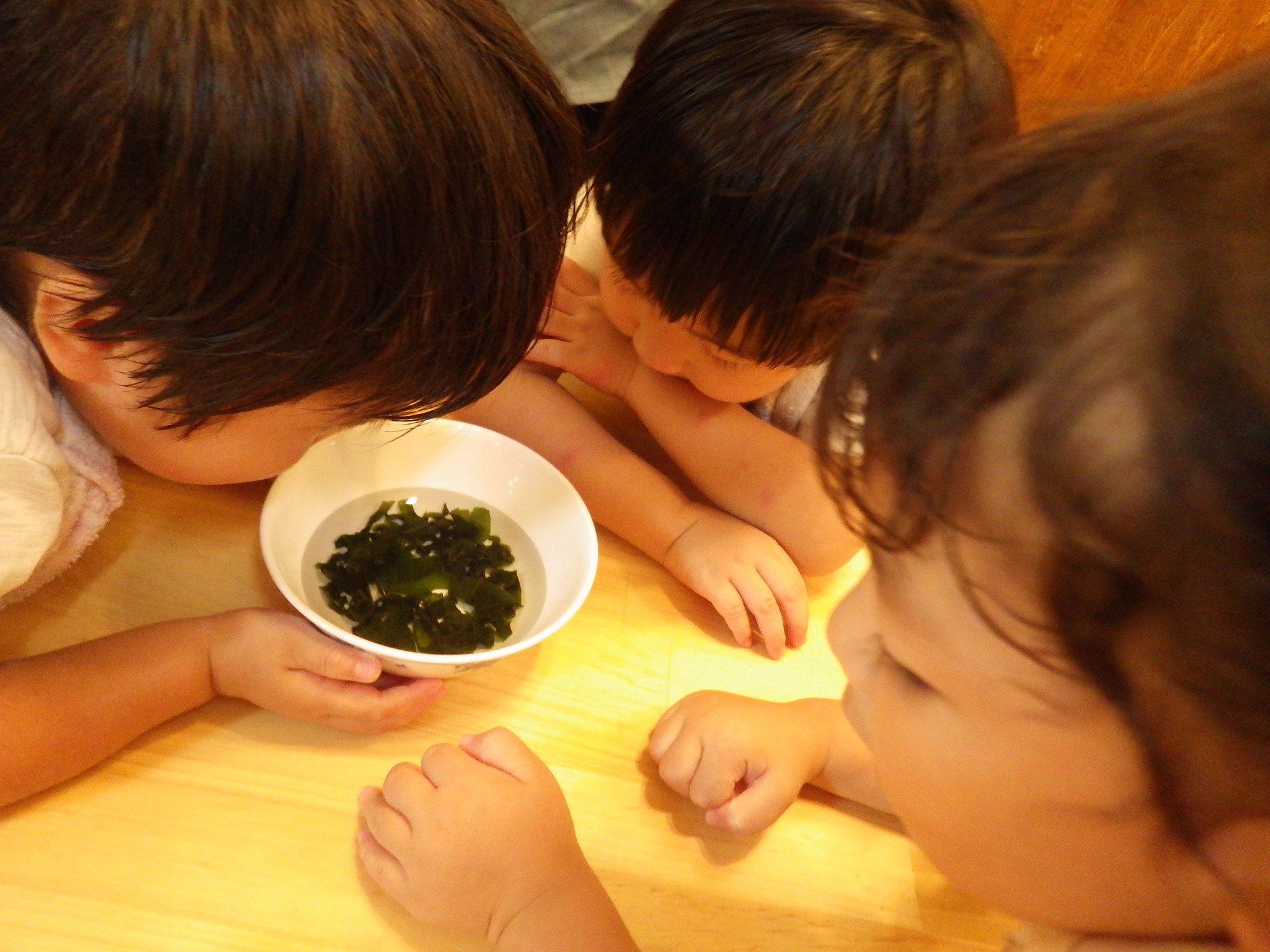 わかめ大きくなってきた！…