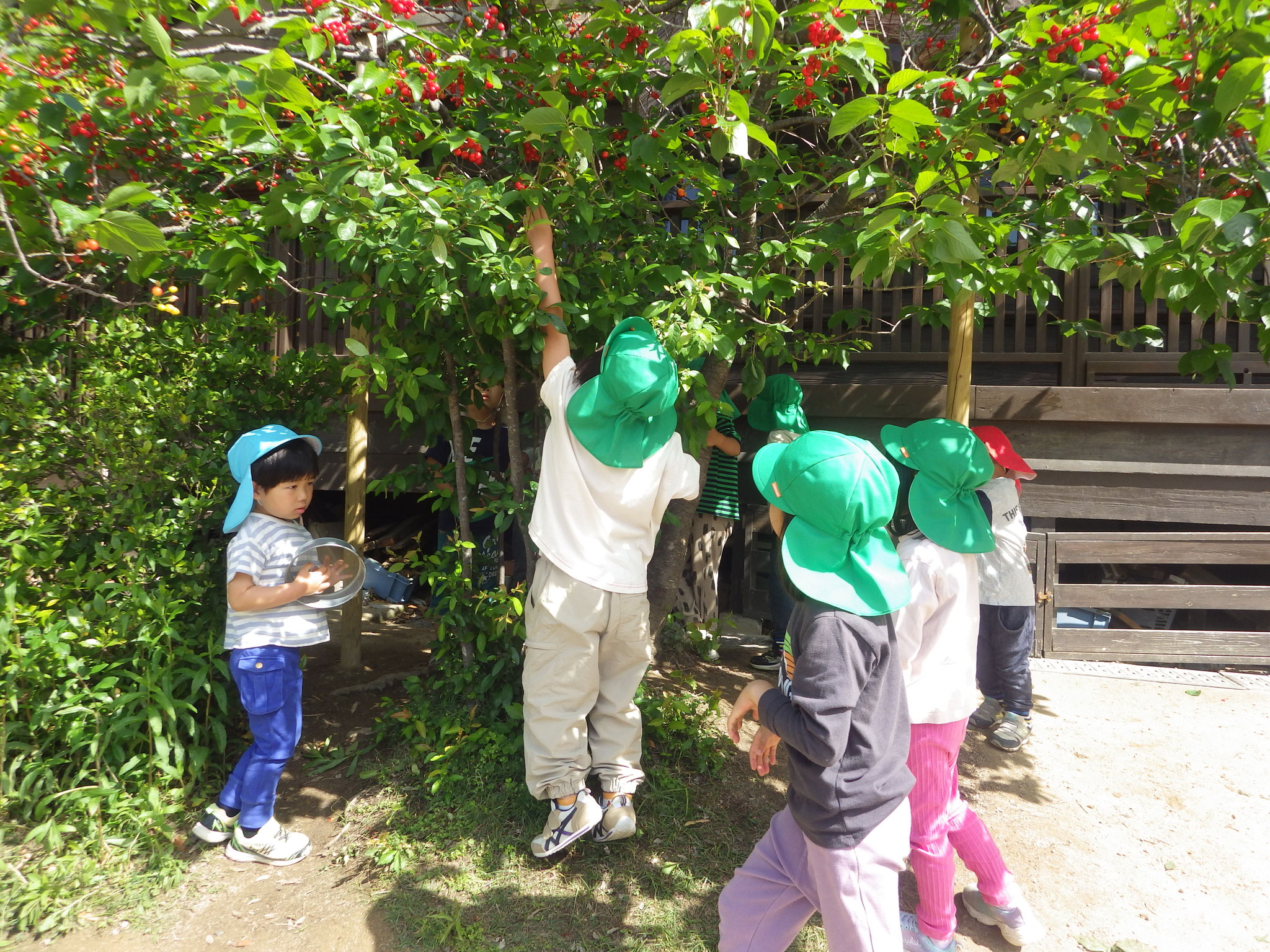 たくさん実ったさくらんぼ。背伸びして取り放題☆毎日いっぱい食べたよ。